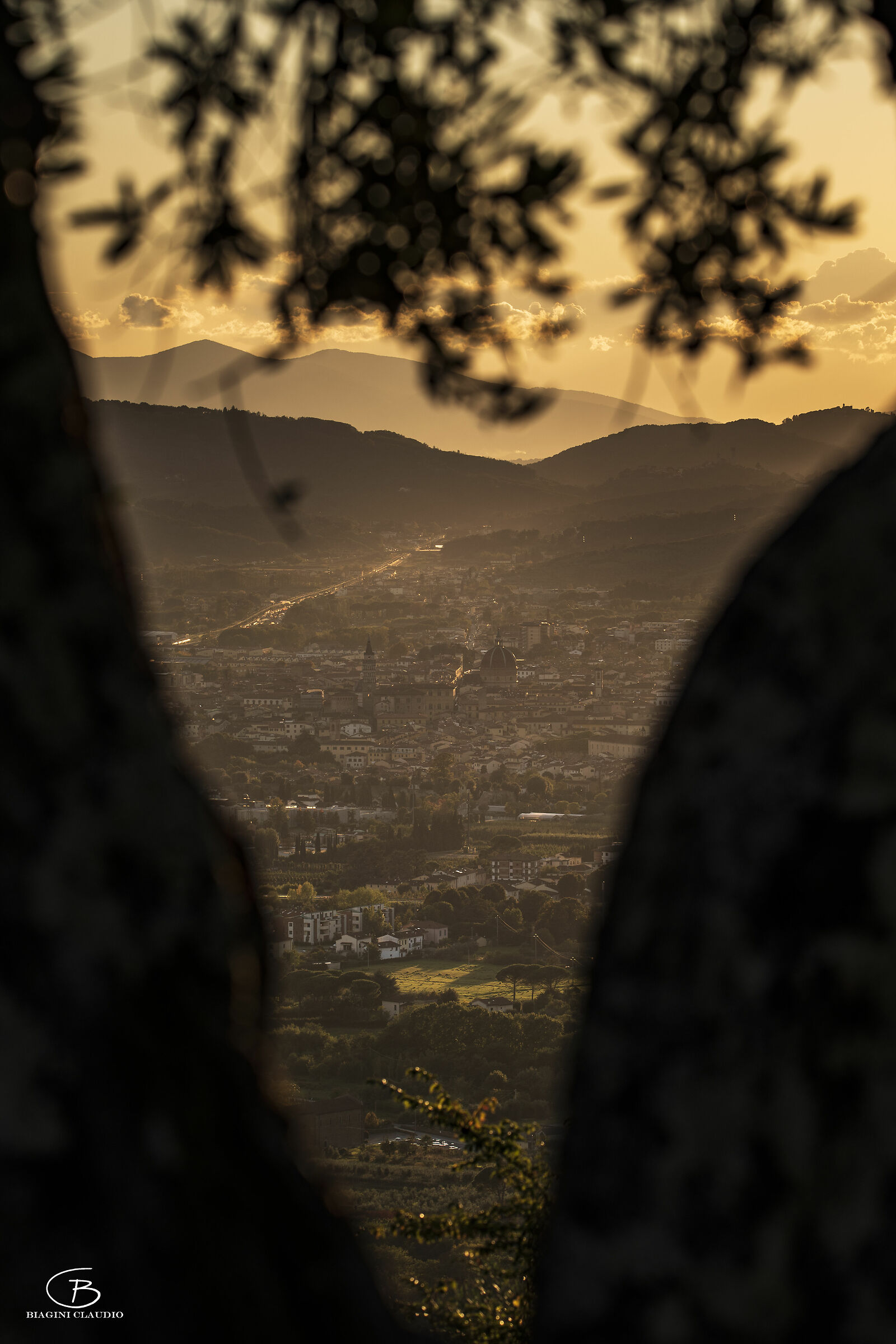 Pistoia among the olive trees