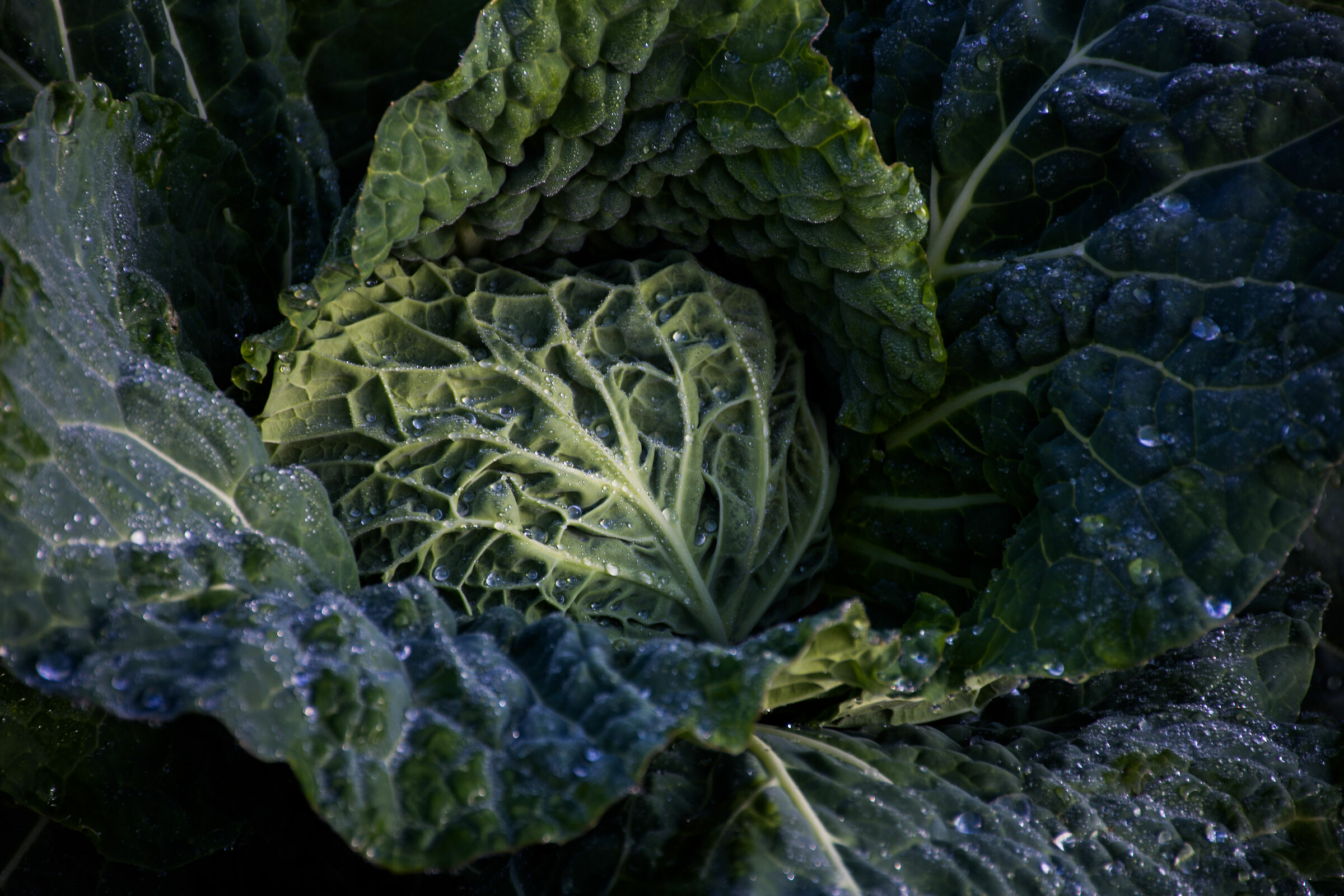 Cabbage