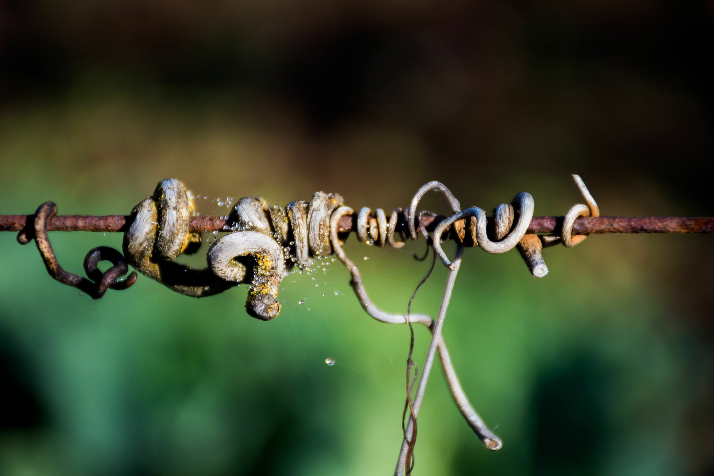 Clinging