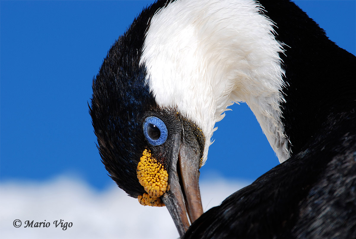 Imperial cormorant (Leucocarbo atriceps)