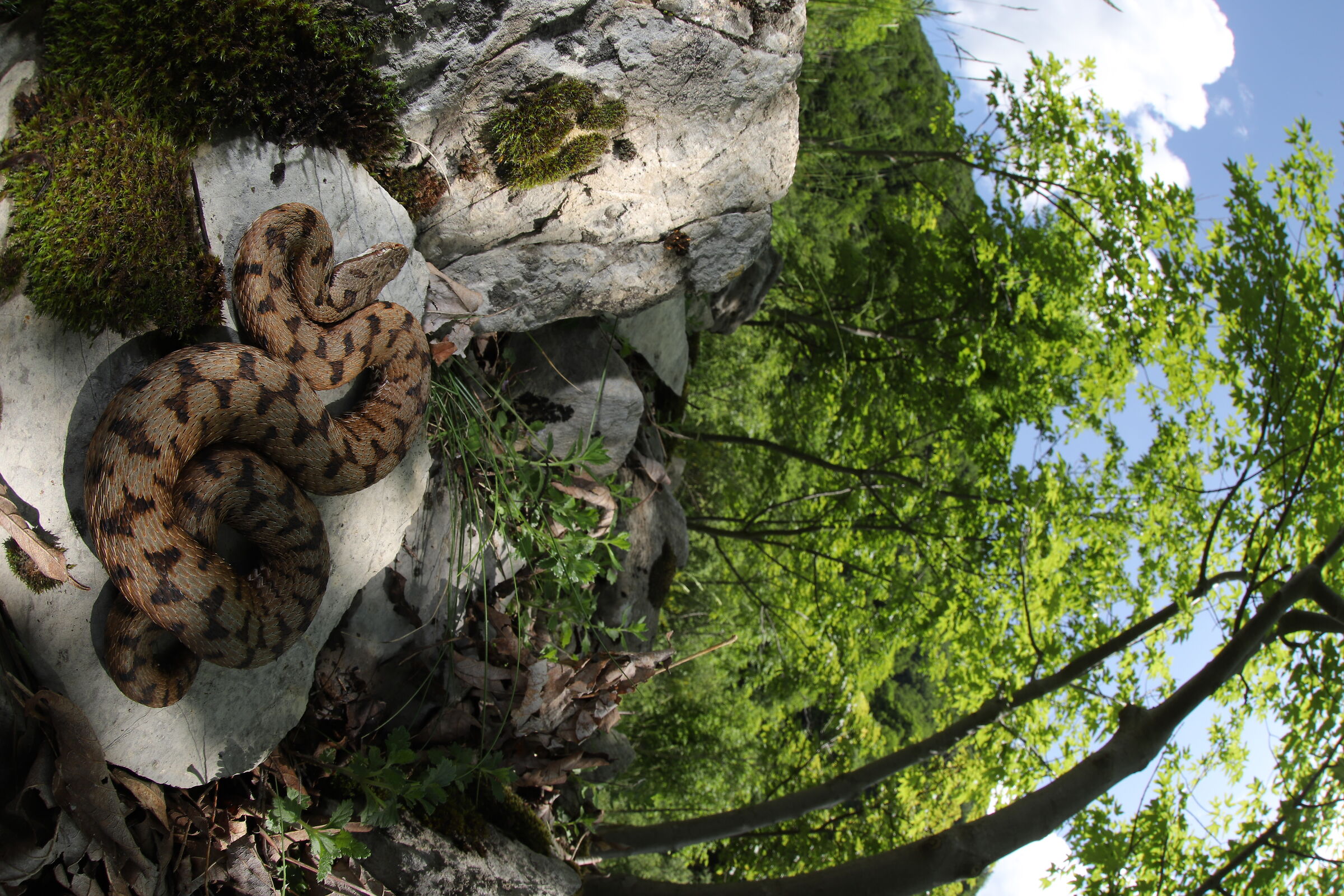 Viper aspis ssp. francisciredi, female (Lombardy, Ita