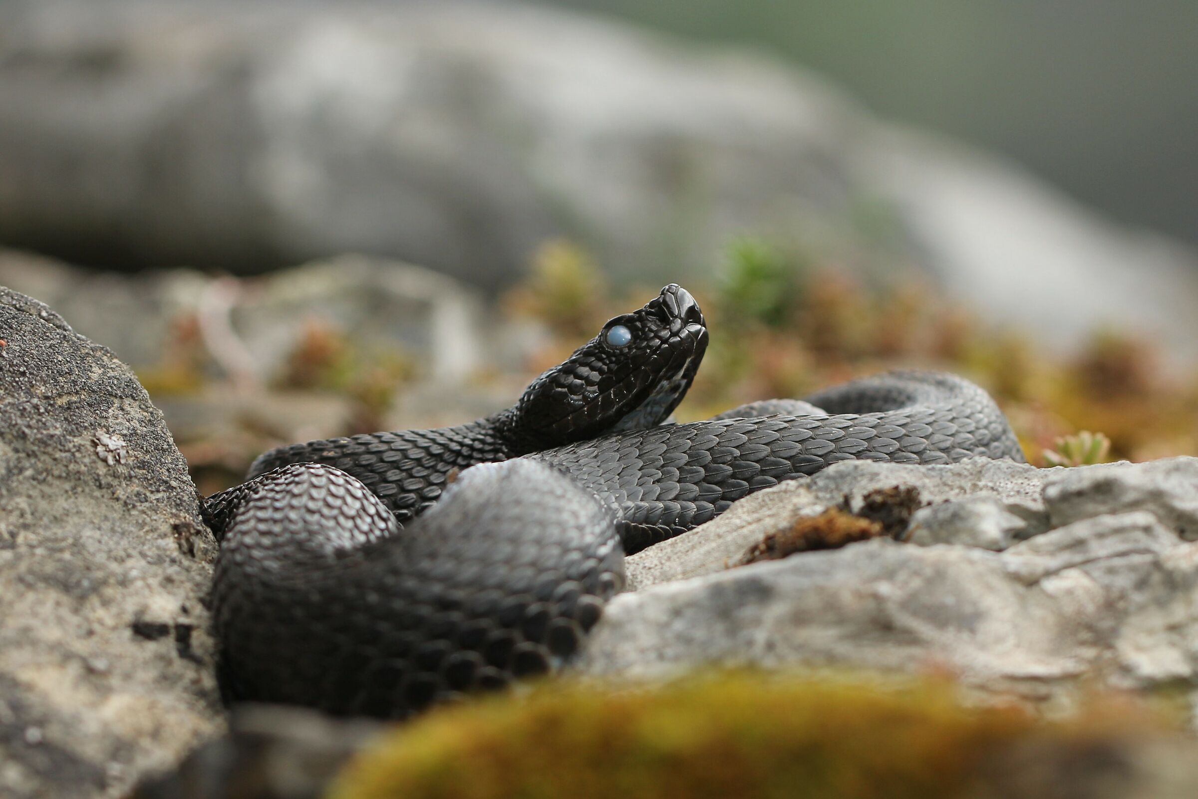 Viper aspis ssp. atra, evil (Bern, Switzerland)
