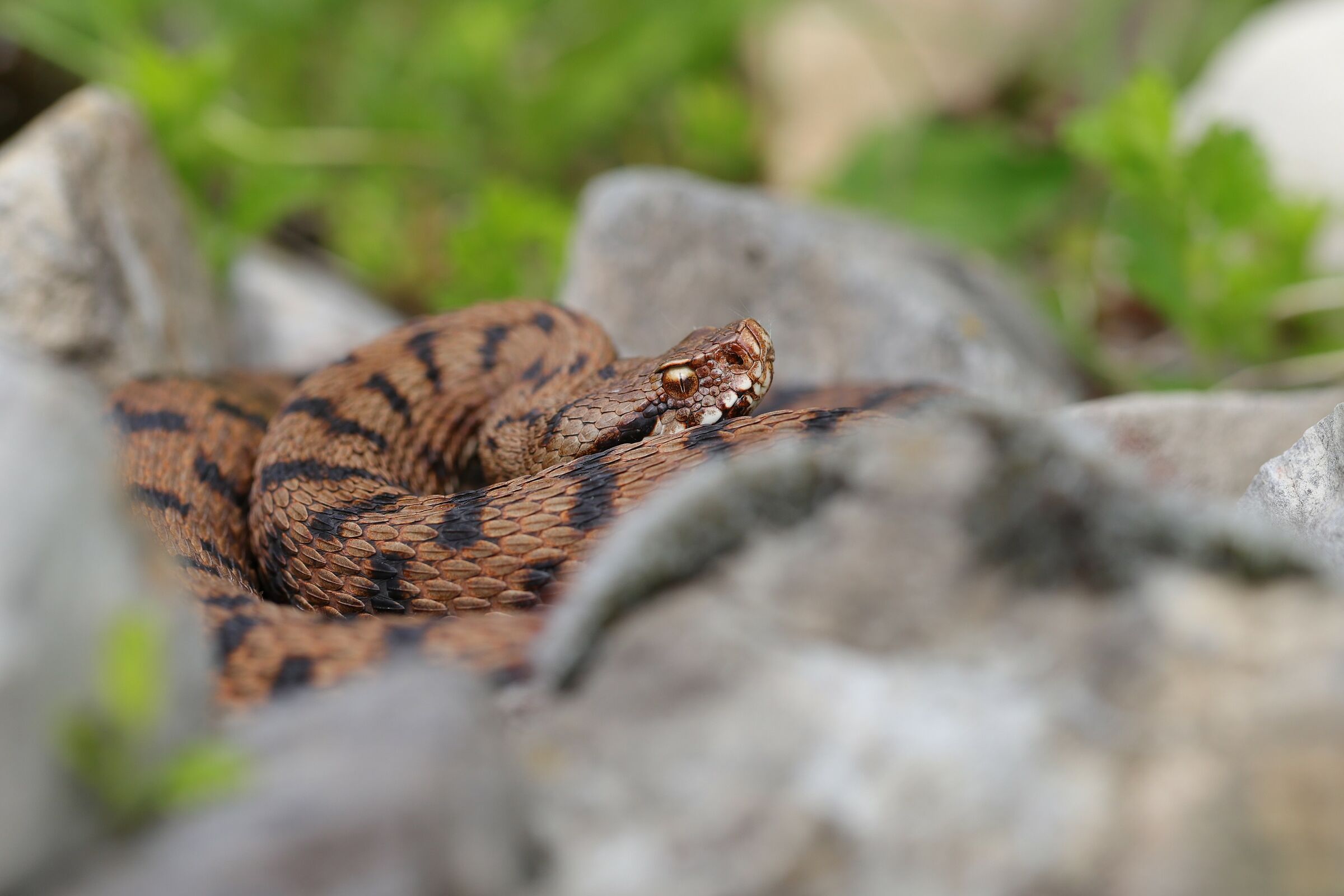 Viper aspis ssp. francisciredi, female (Lombardy, Ita