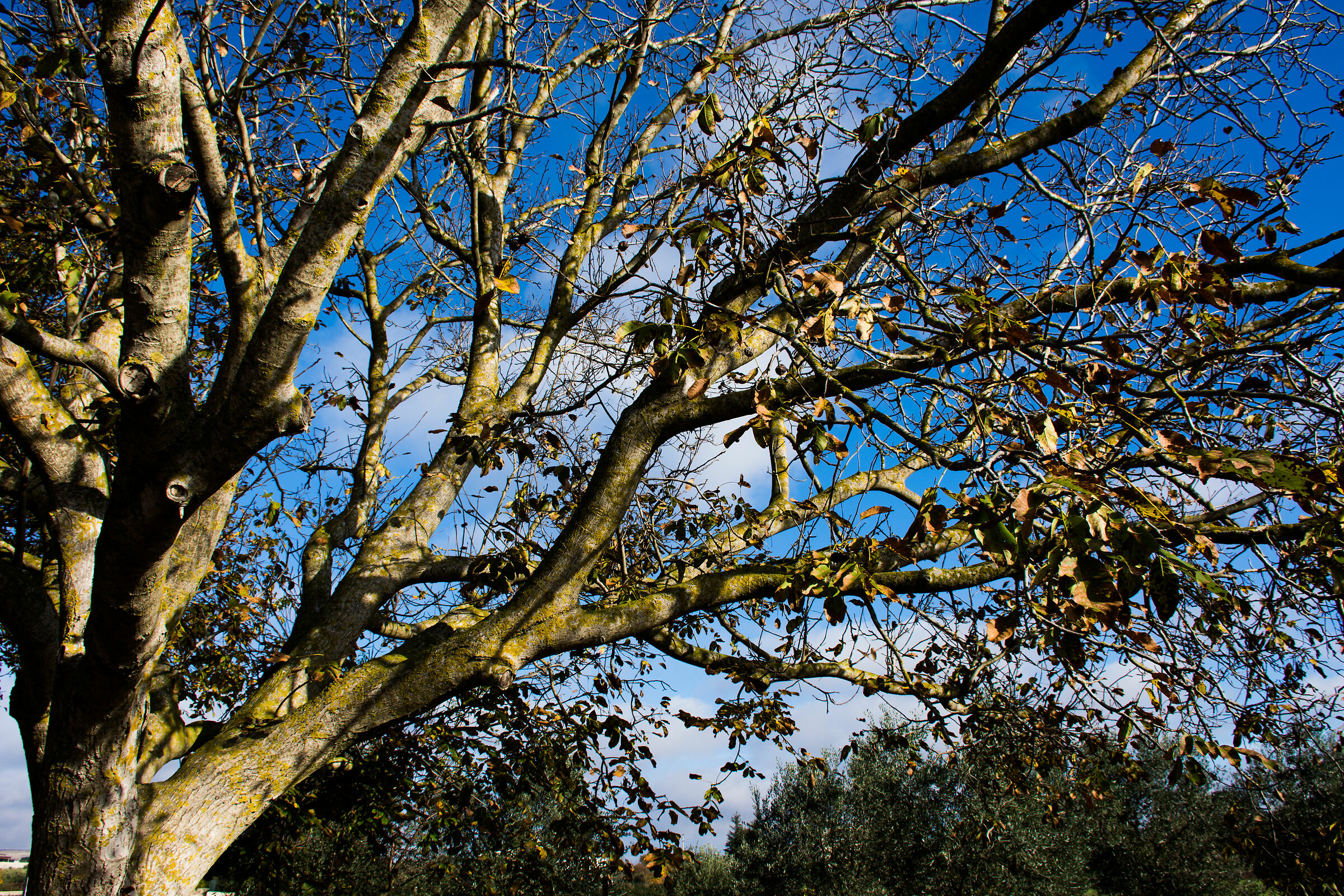 Walnut