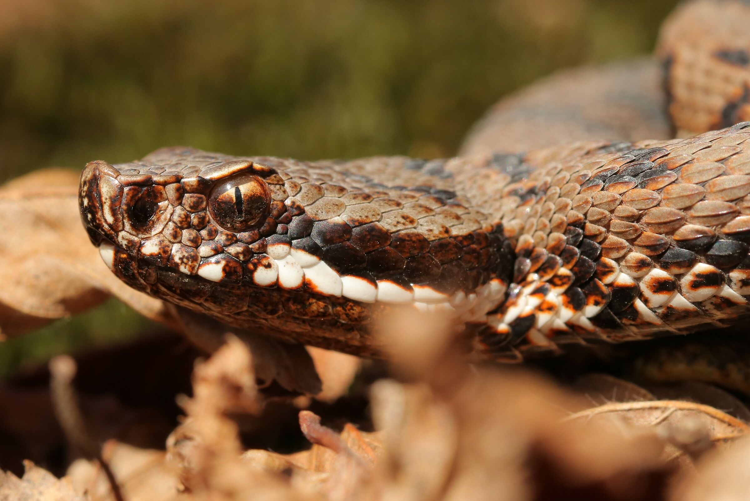 Viper aspis ssp. francisciredi, male (Lombardy, Ita