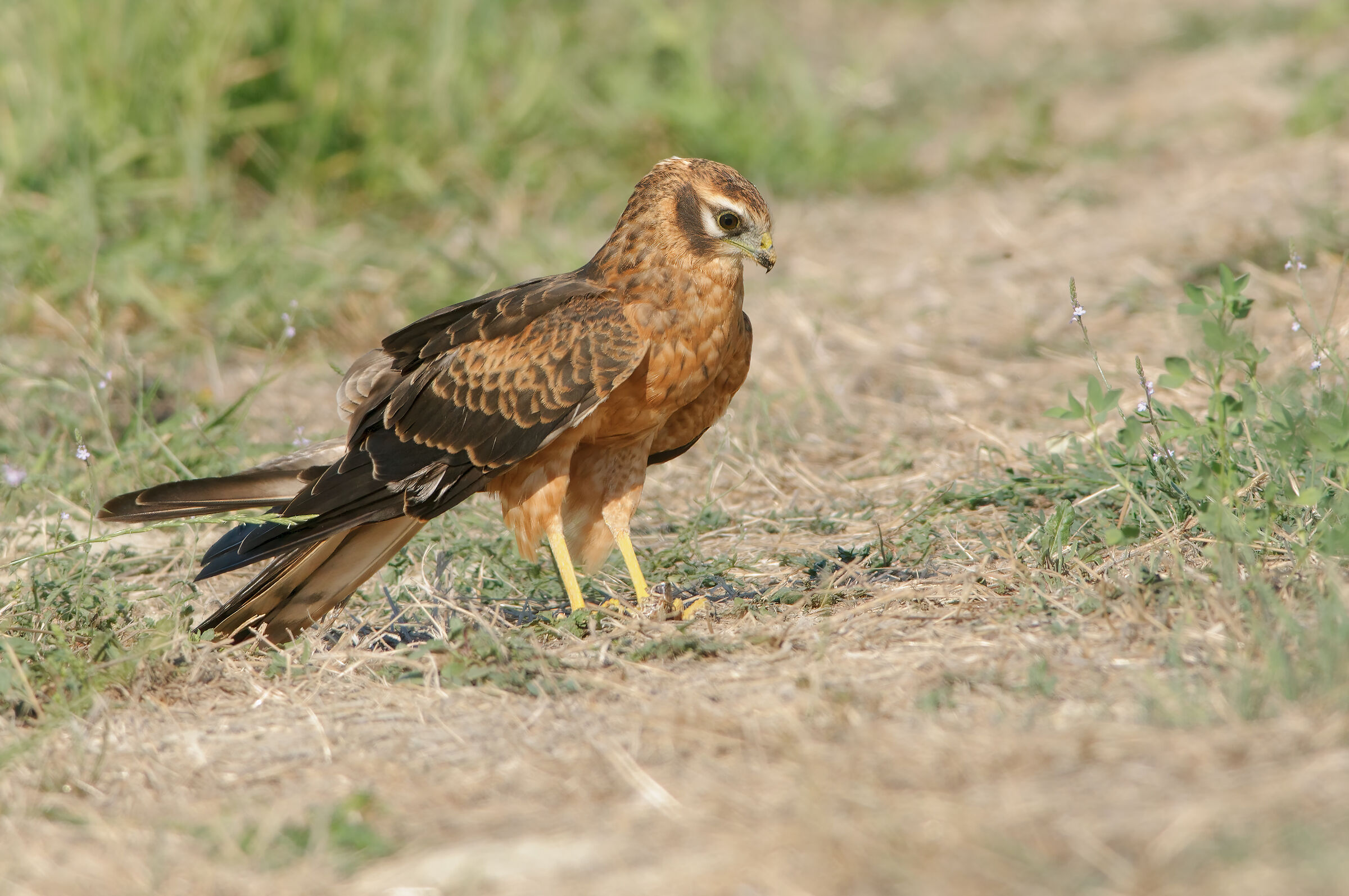 Albanella minore (Circus pygargus)
