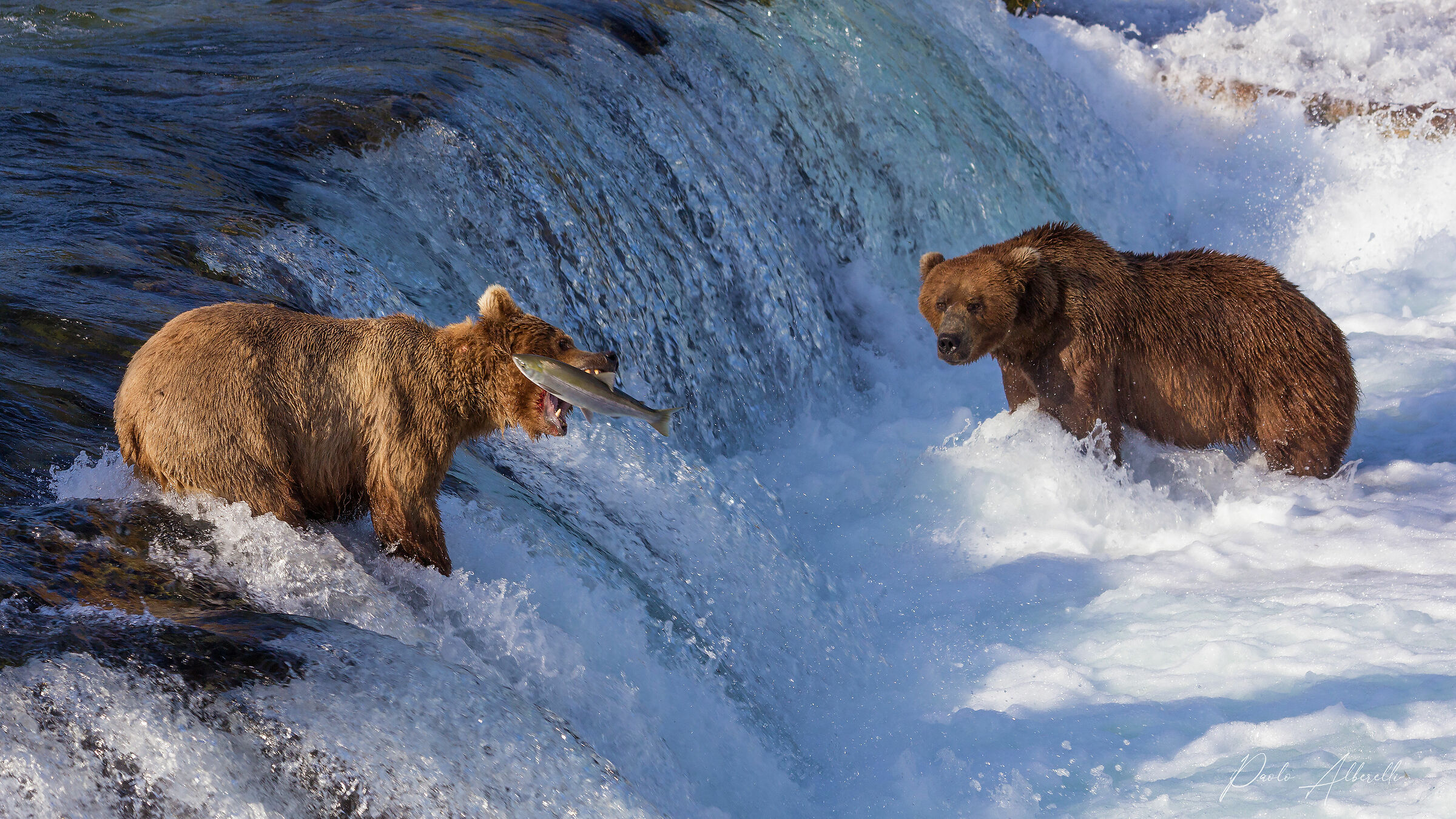 Brooks Falls Salmon Hunt