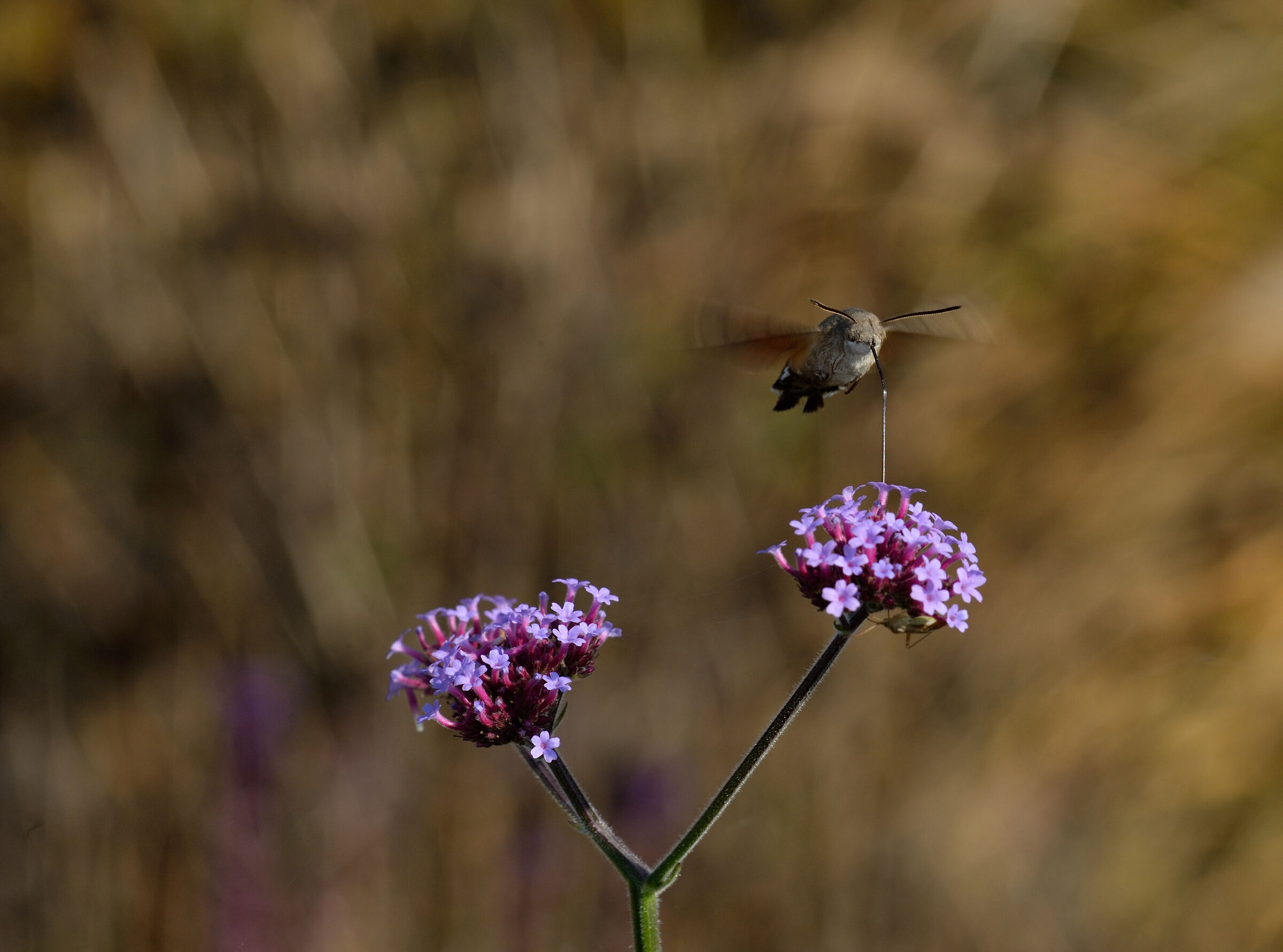 Una Sfinge di Colibrì