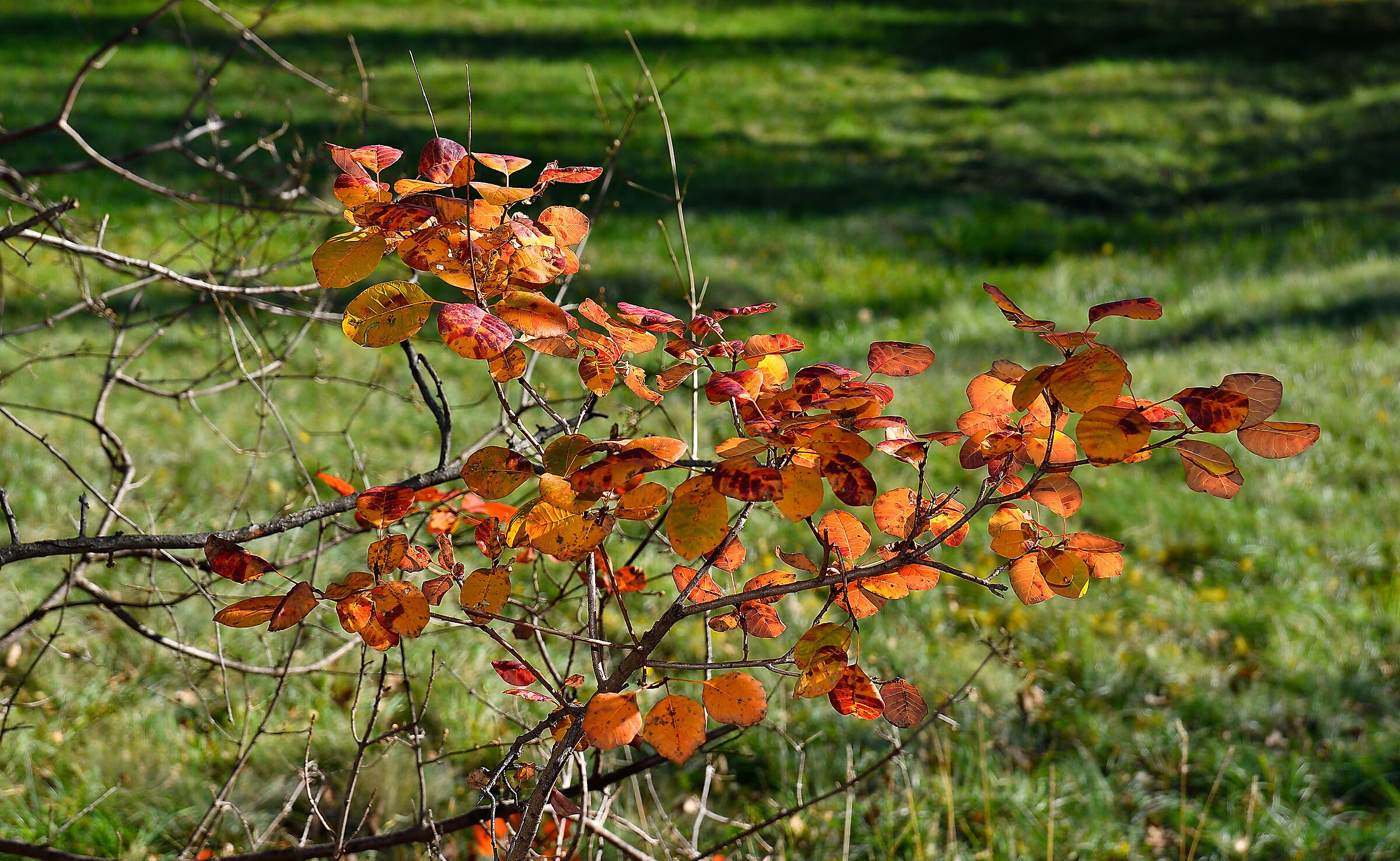I colori dell'autunno
