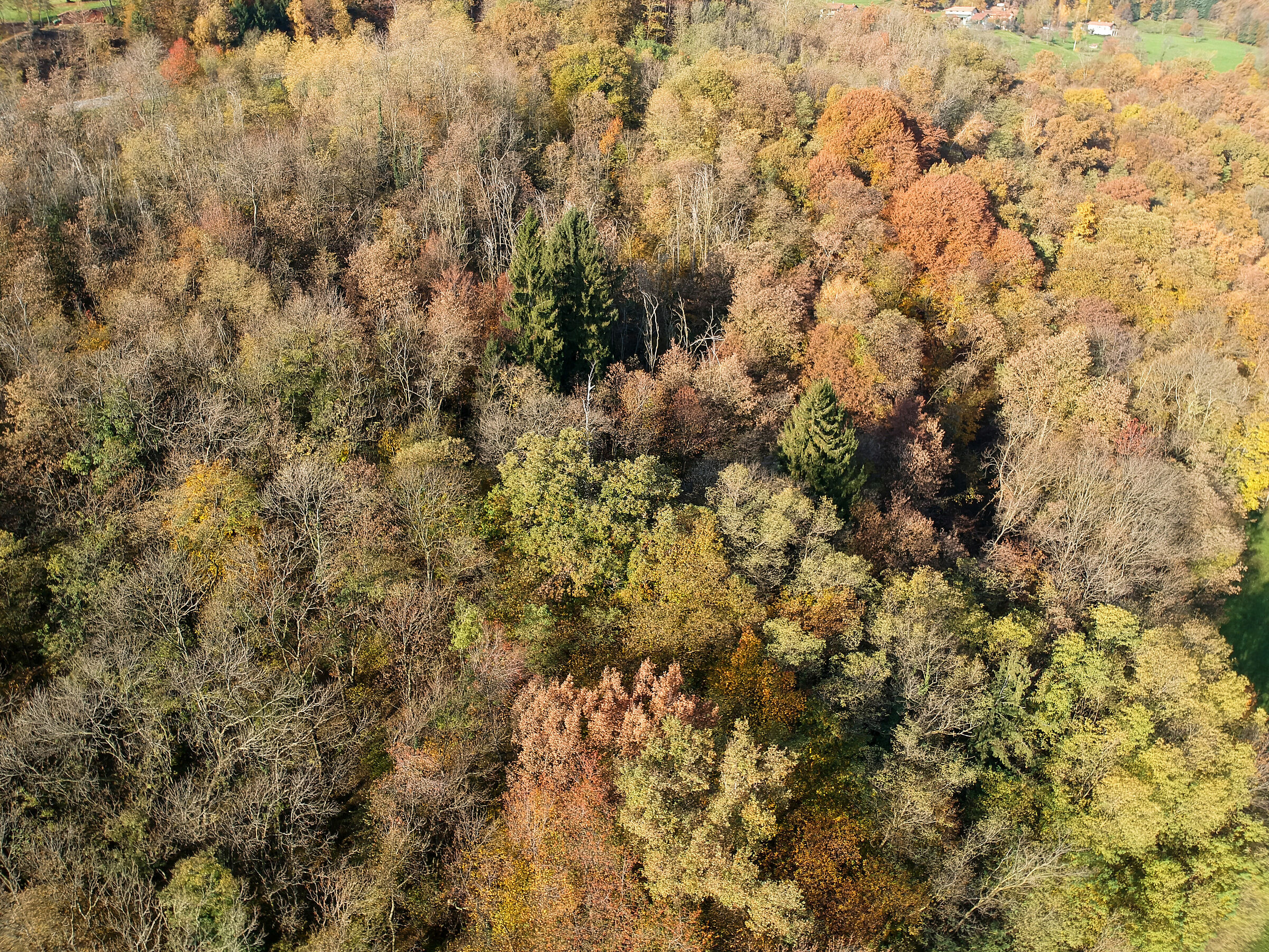 autumn from the sky