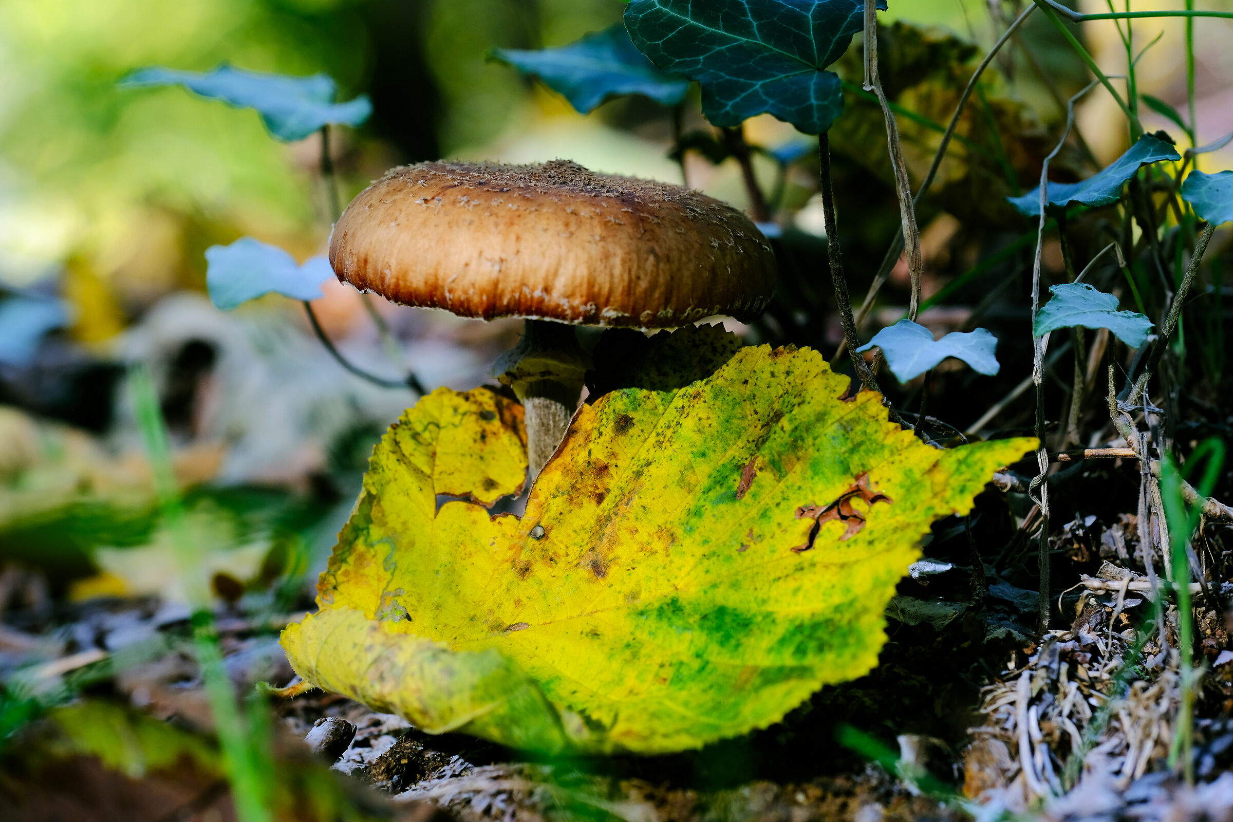 Colori di un giorno autunnale