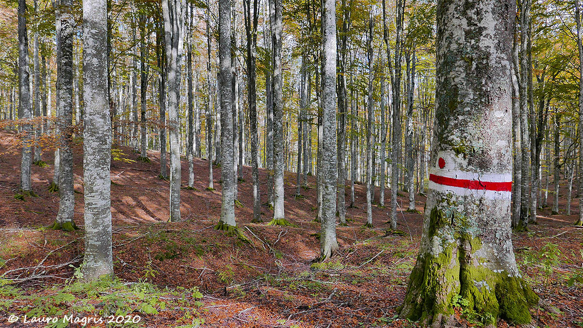 A point in the woods