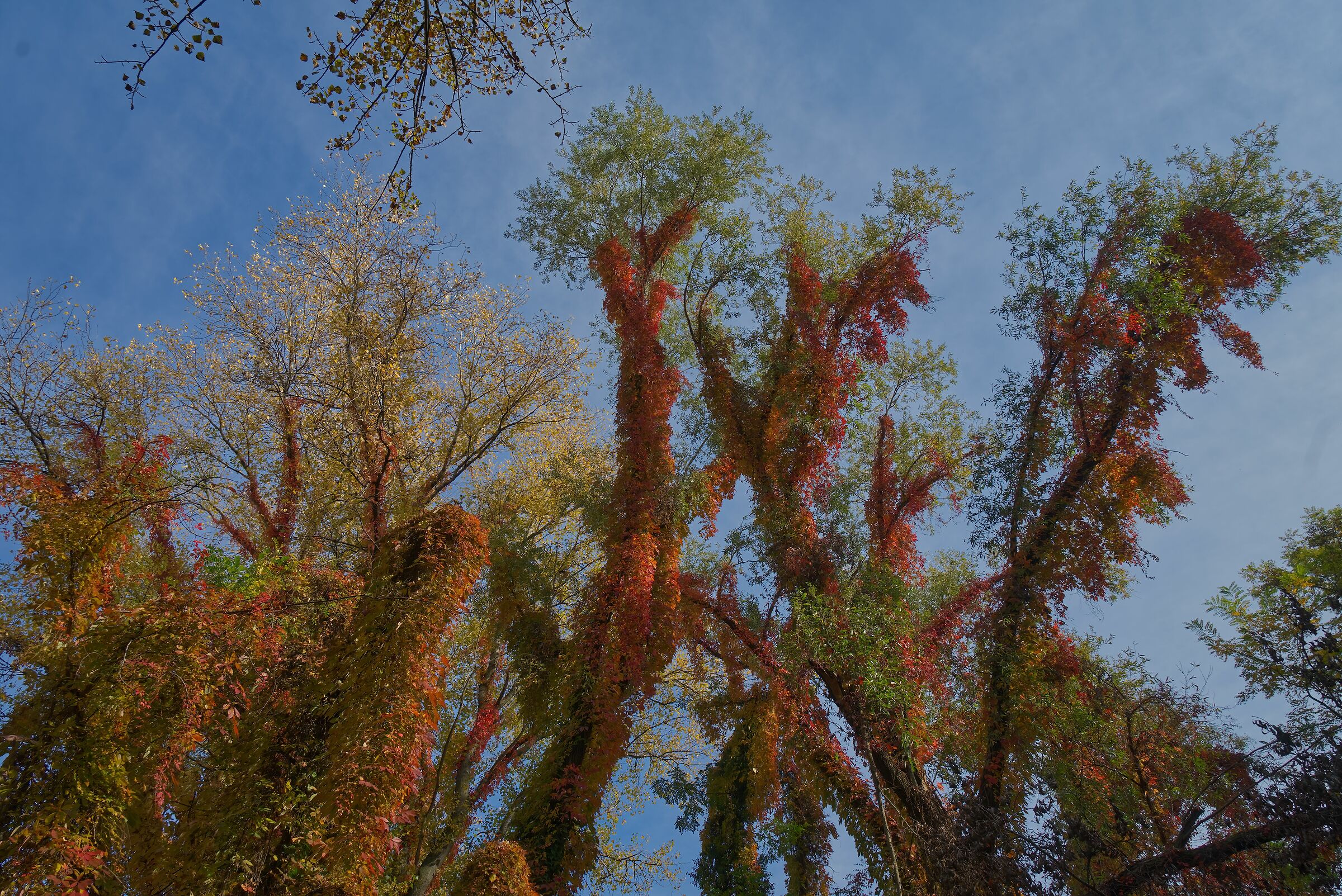 Quando il bosco diventa magia