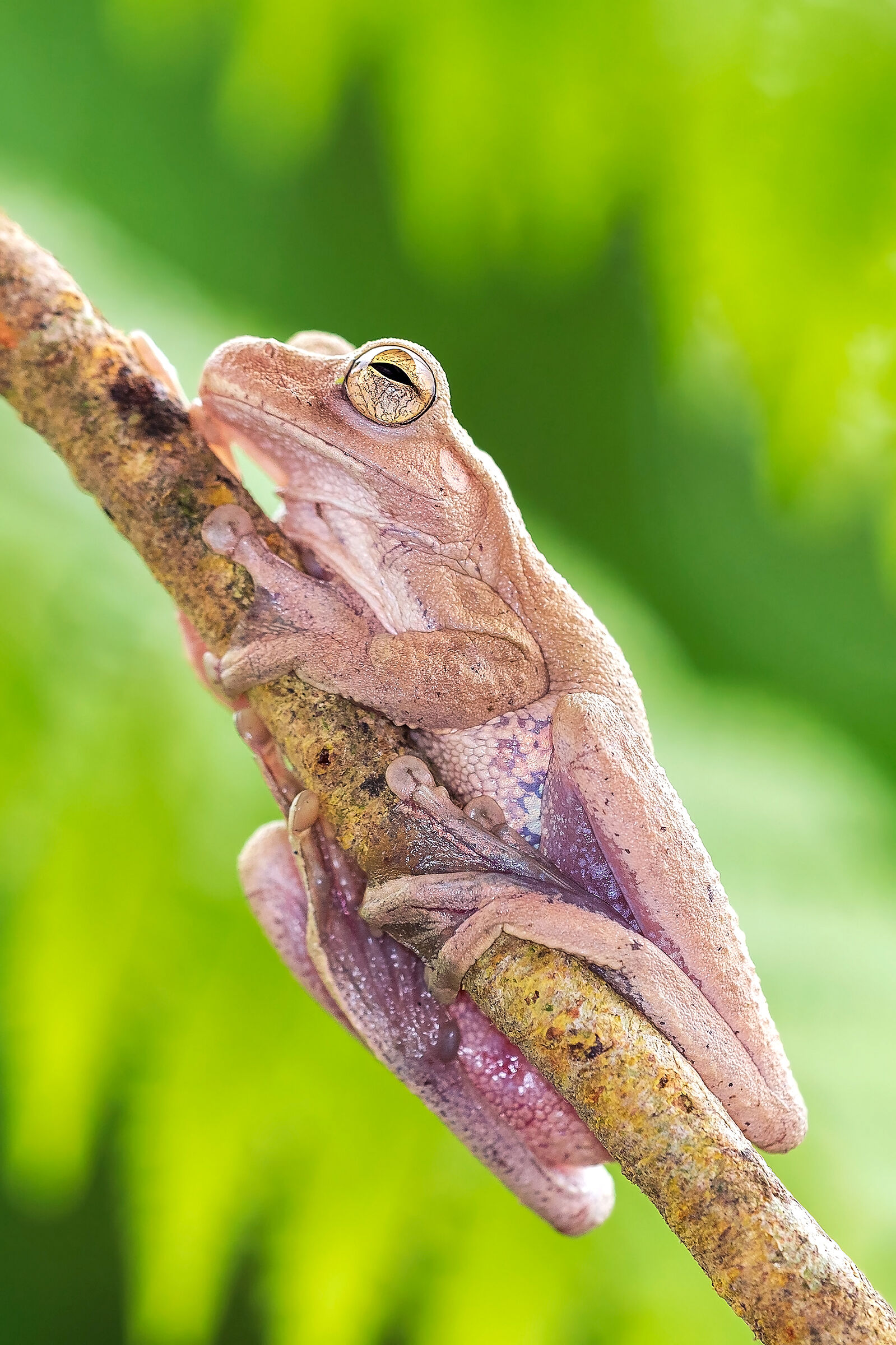 Mexican tree frog (Smilisca baudinii)