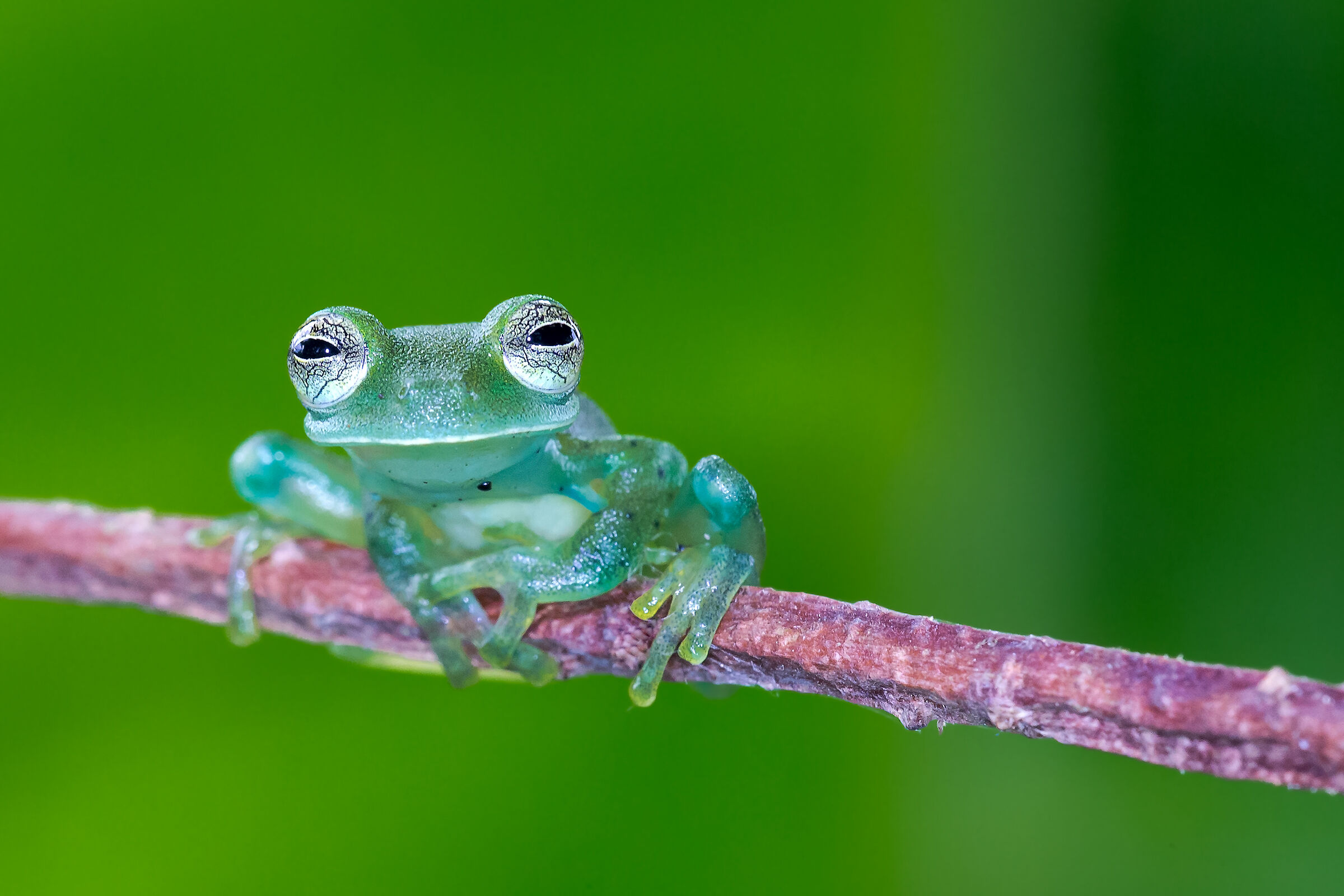 Glass frog (Cochranella granulosa)