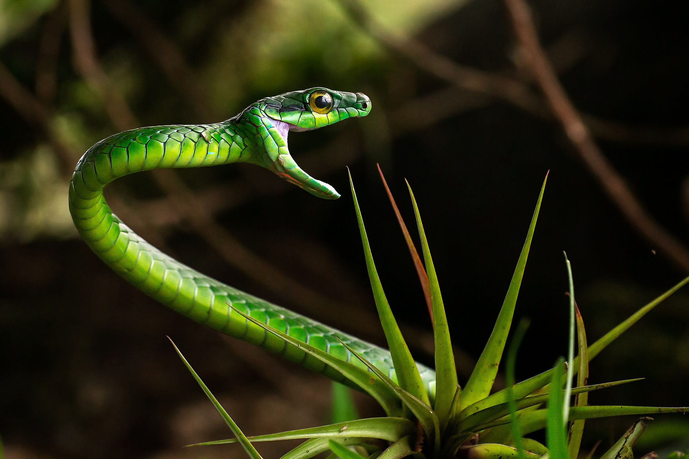 Parrot snake (Leptophis ahaetulla)