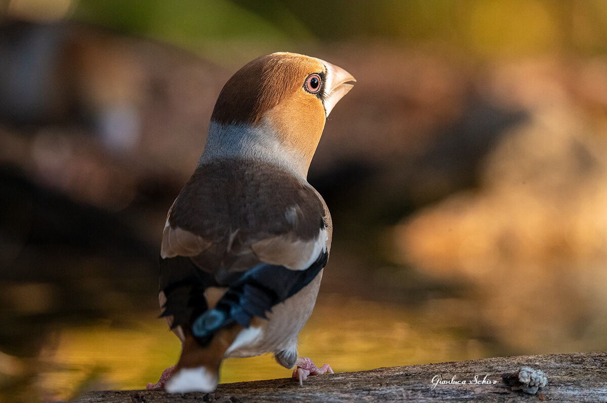 I colori del frosone