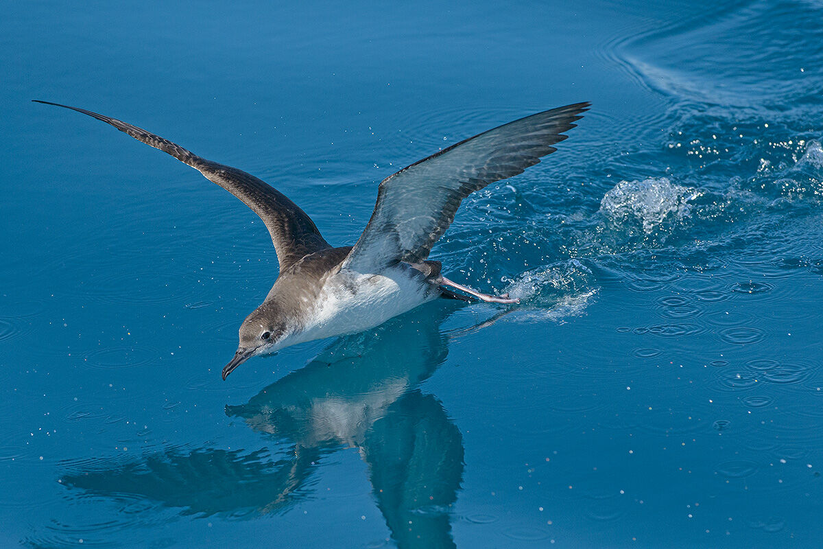 la ripartenza della berta minore