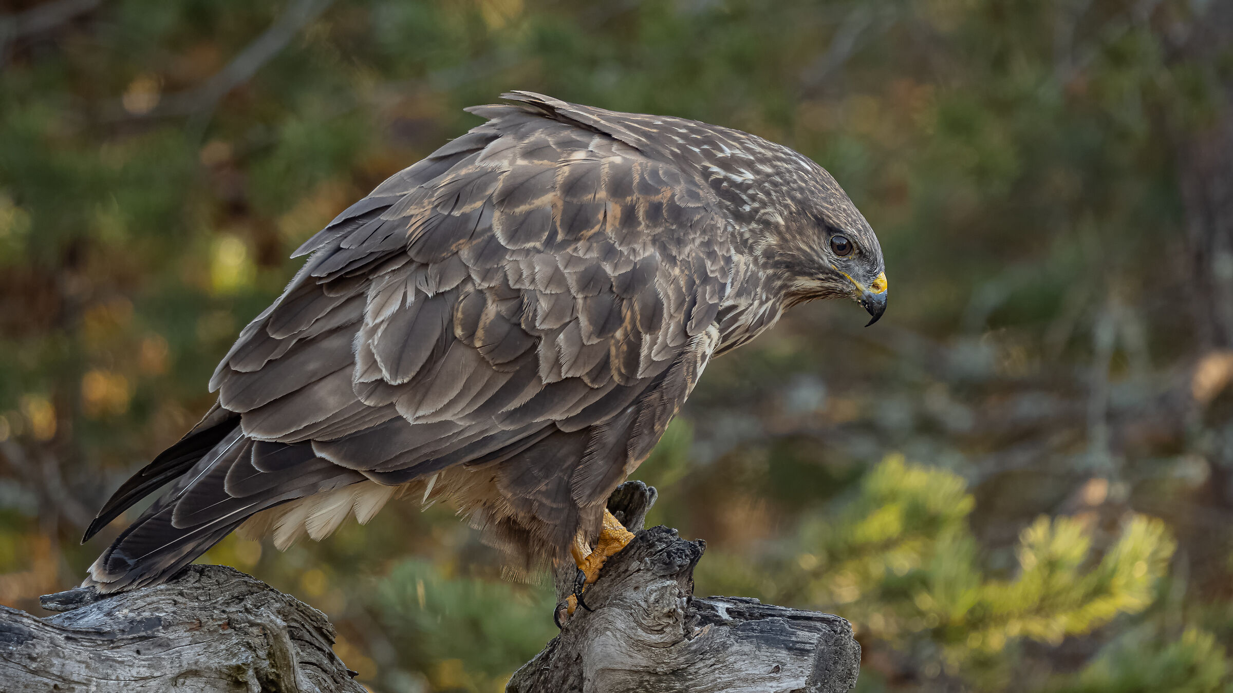 Buteo Buteo ( Poiana )
