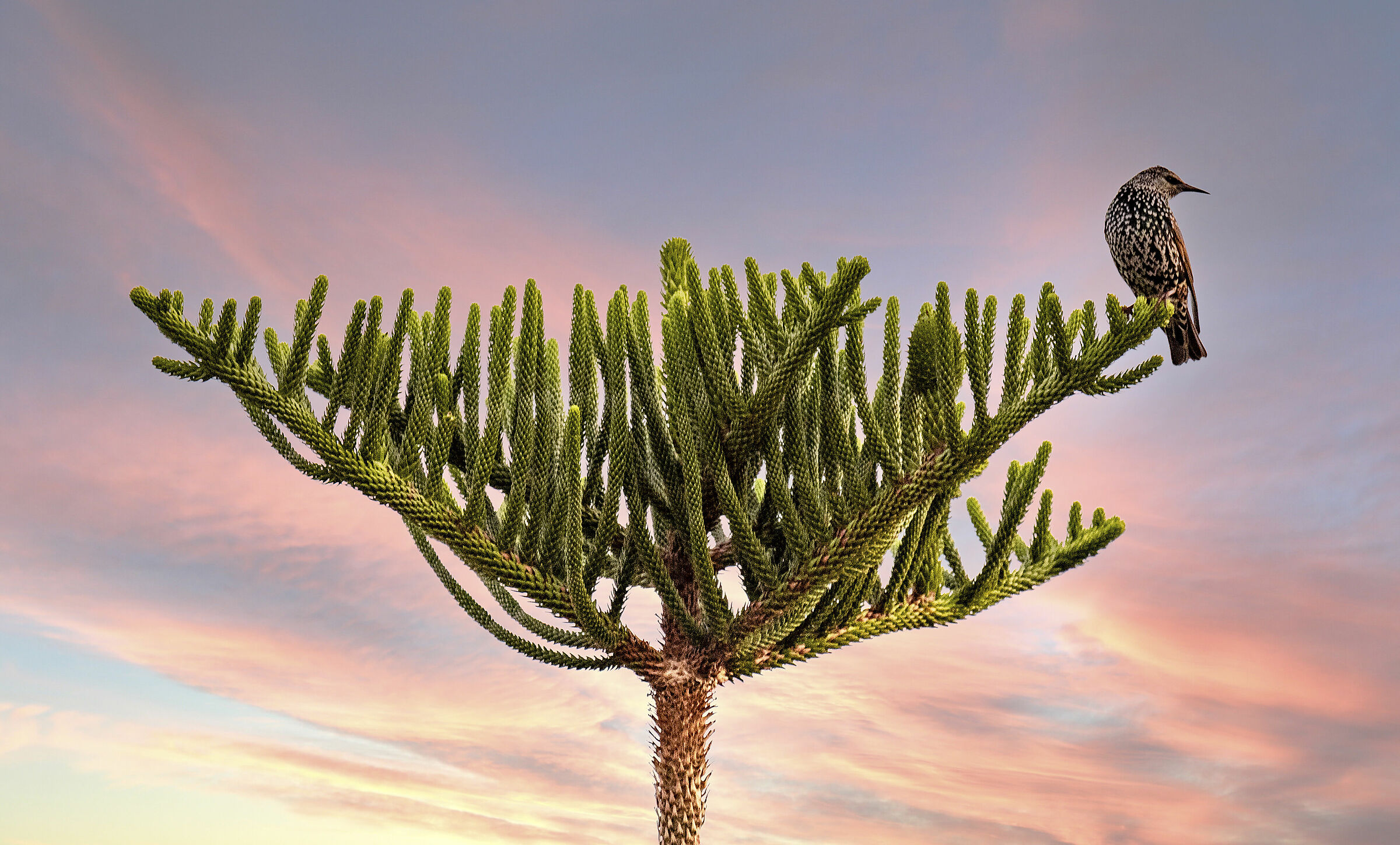 lo storno "solitario"