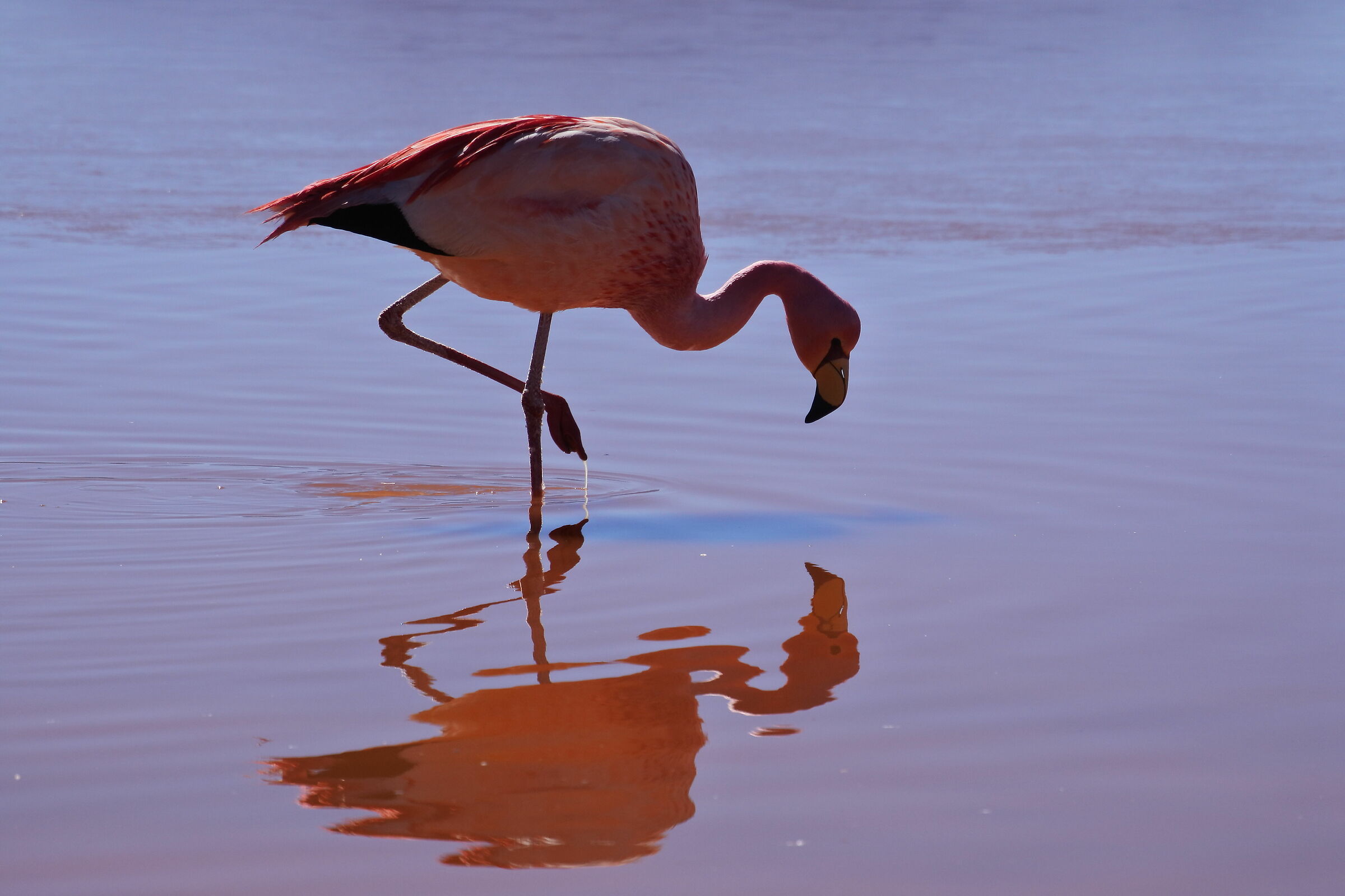 Fenicottero sulla Laguna Colorada