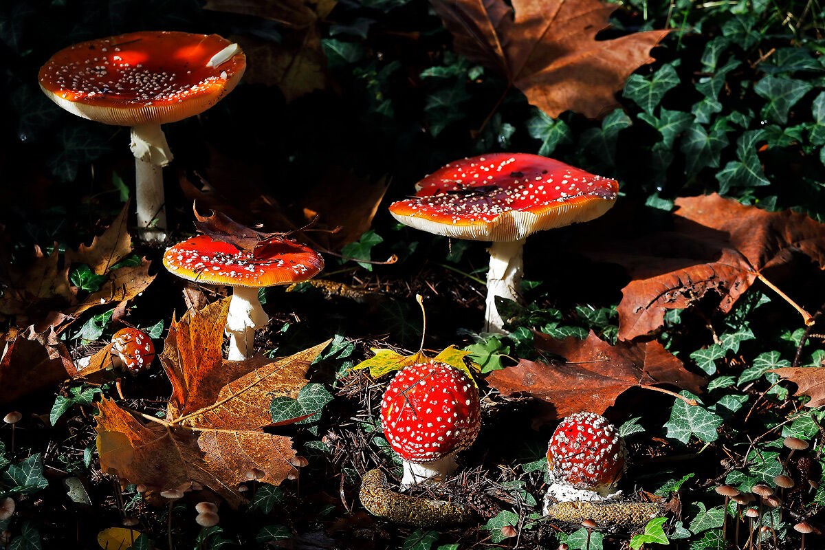 Amanite muscaria - "foto di gruppo"