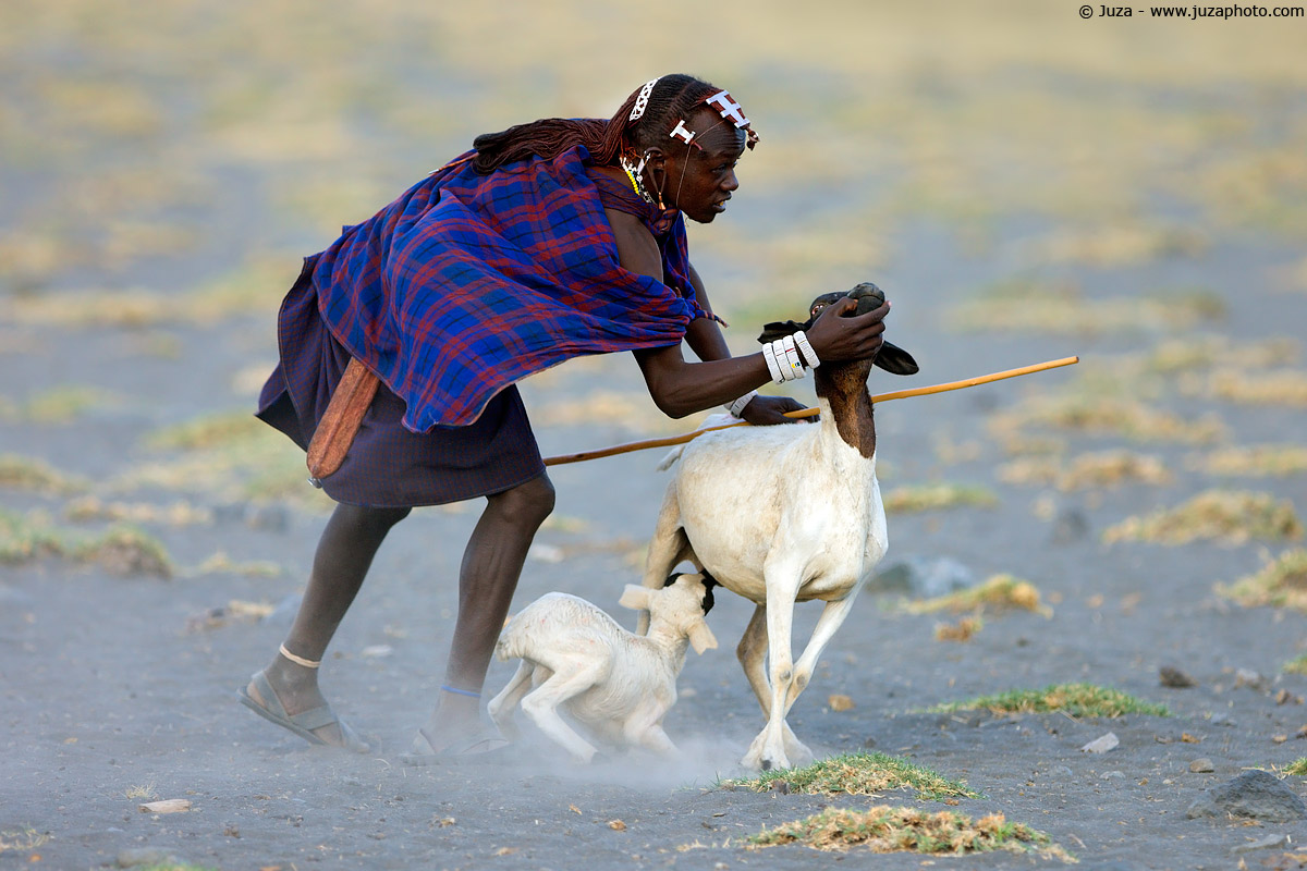 Pastore Masai, 008456