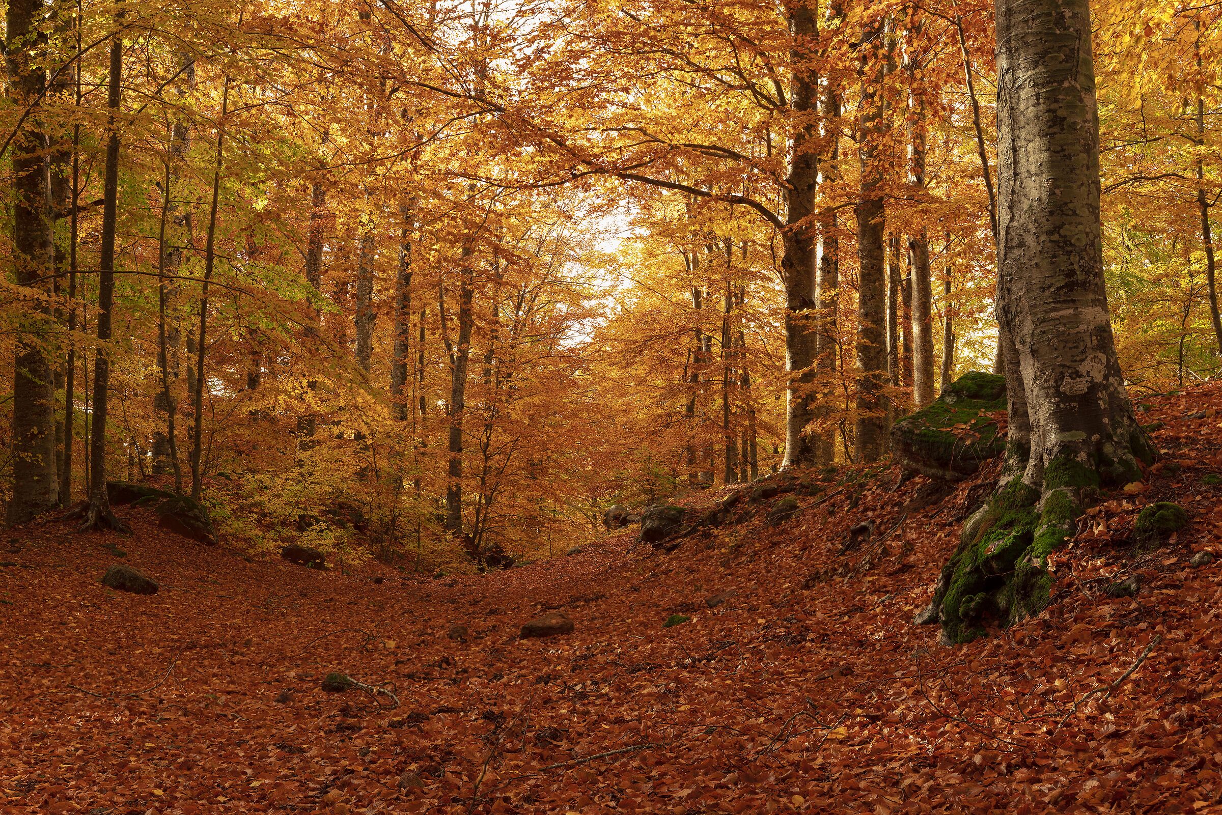 autumn, mount amiata