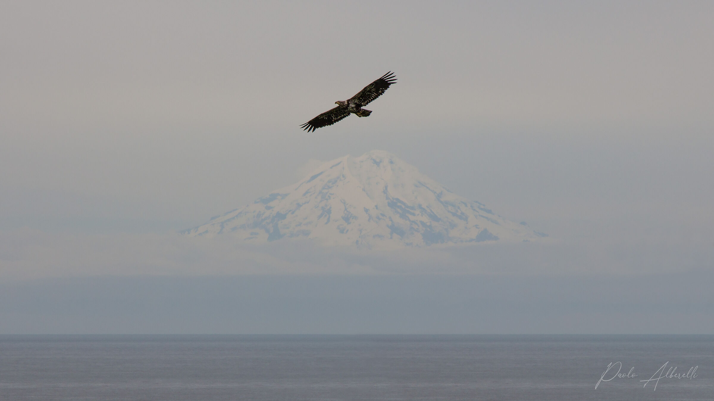 Eagle on the Cook Inlet