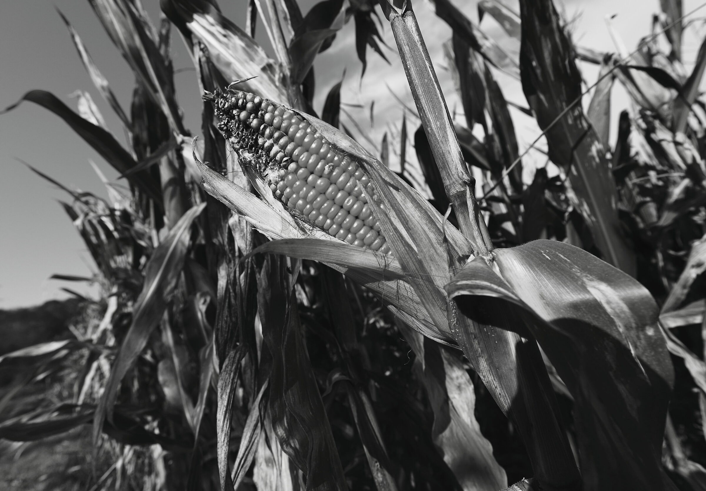 Ultime pannocchie , il topino ha fatto colazione