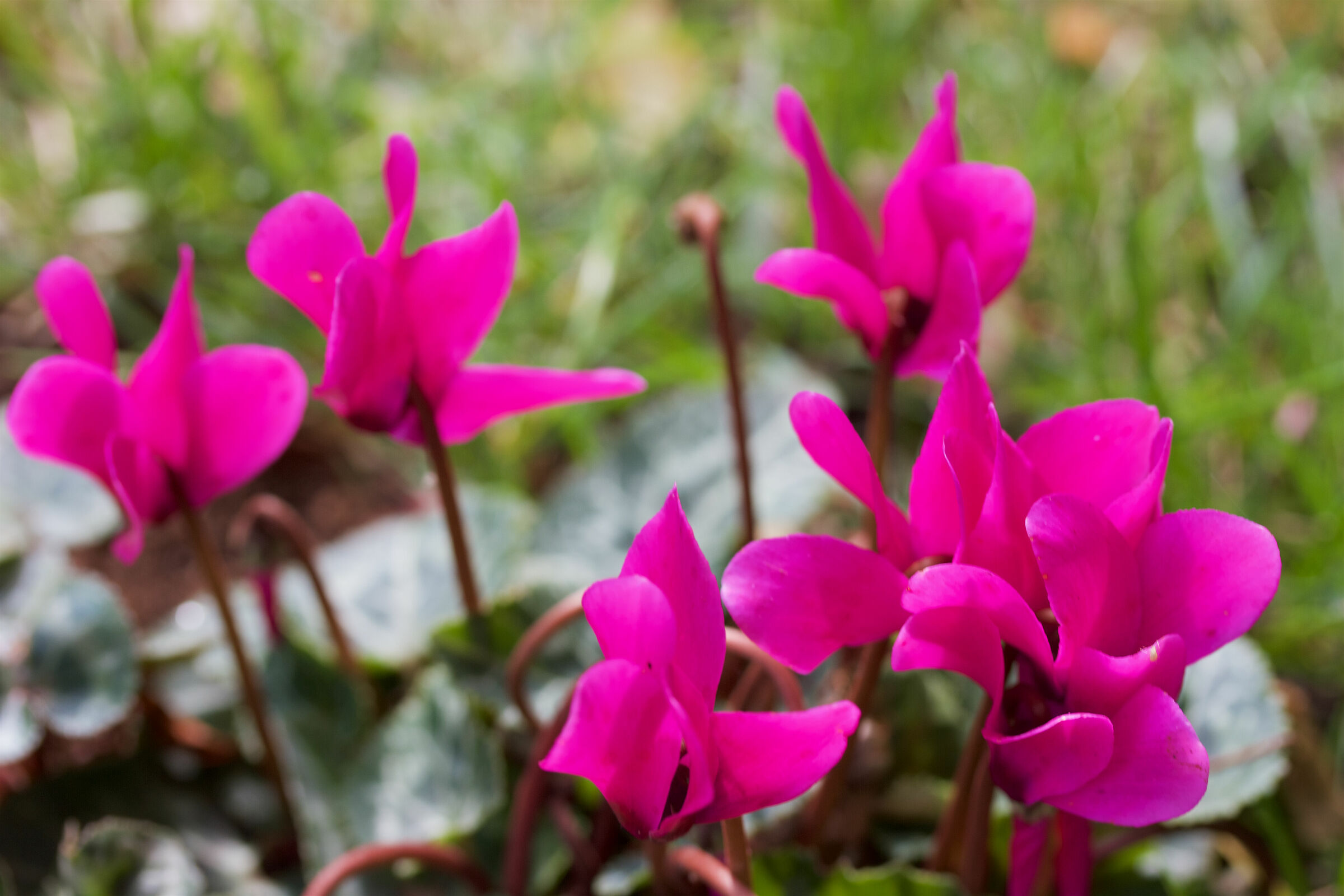 Cyclamen