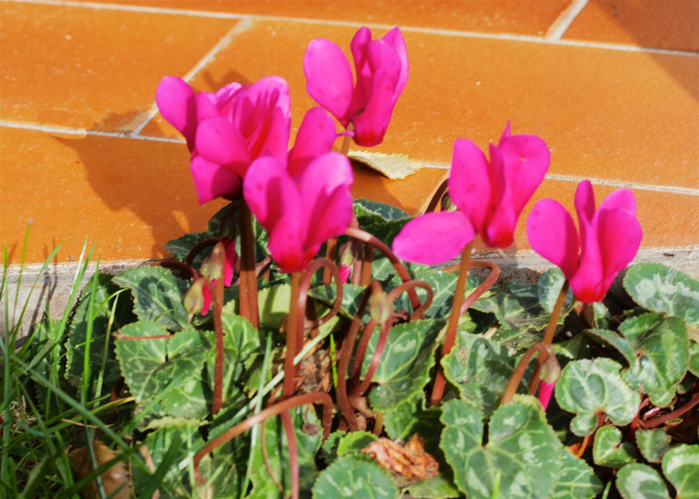 Cyclamen