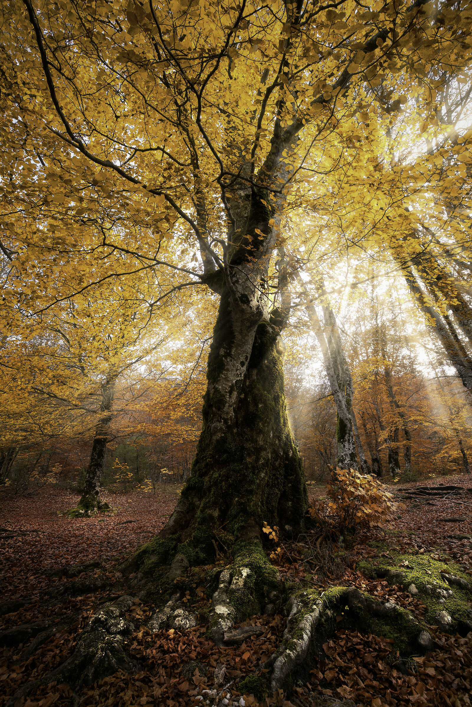 Colorful Tree