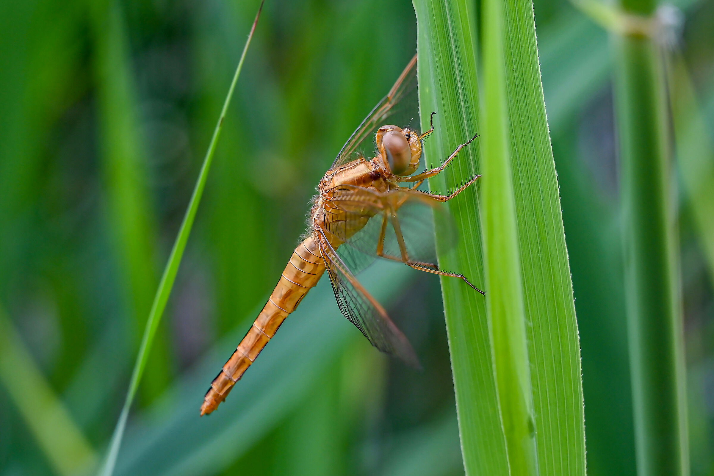 Crocothemis erythraea femmina