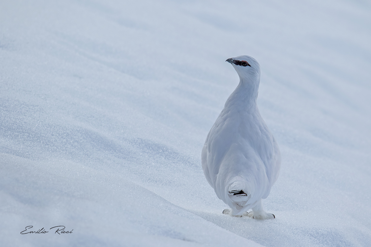 White partridge