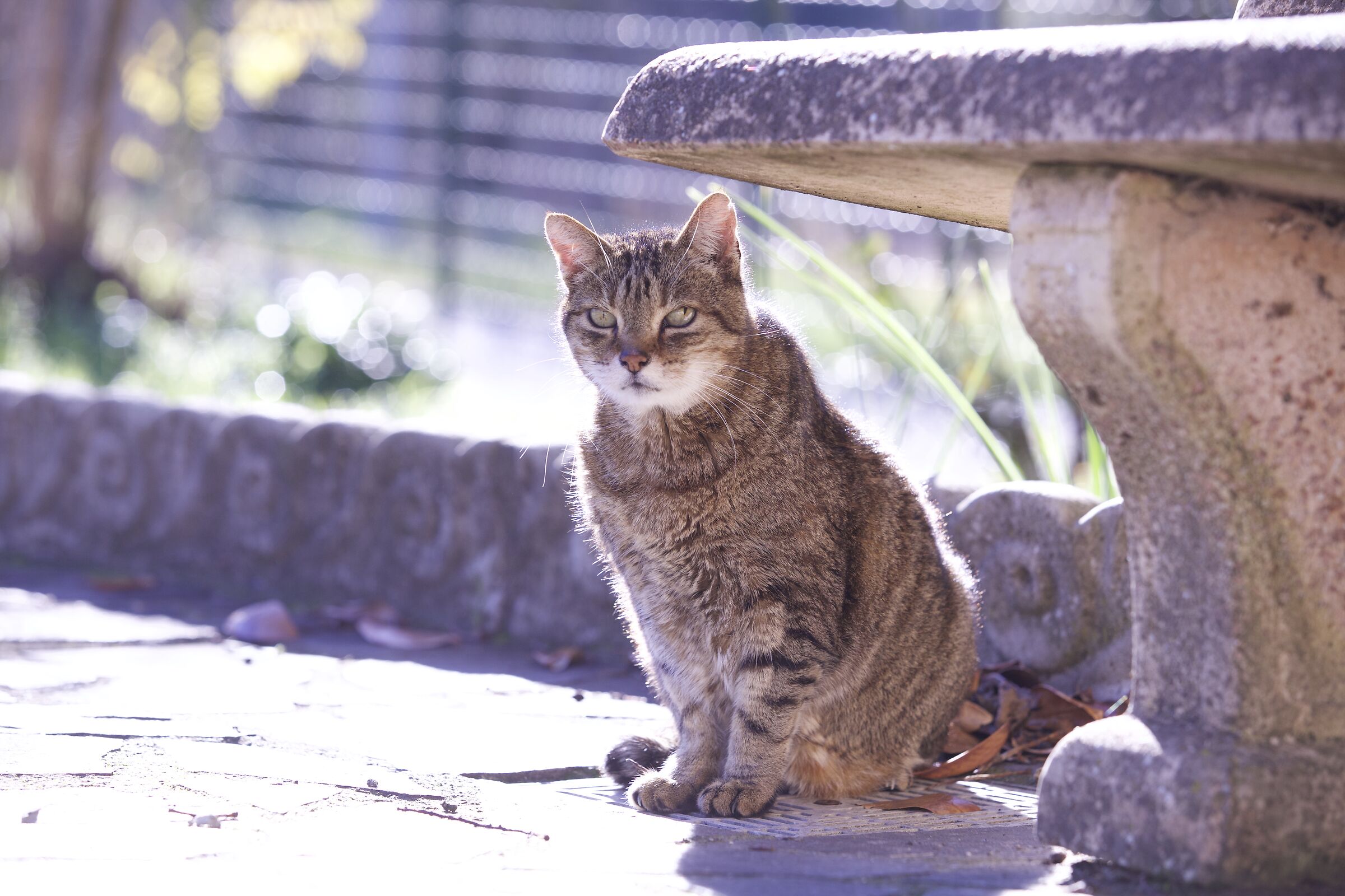 Un gatto sotto la panchina.