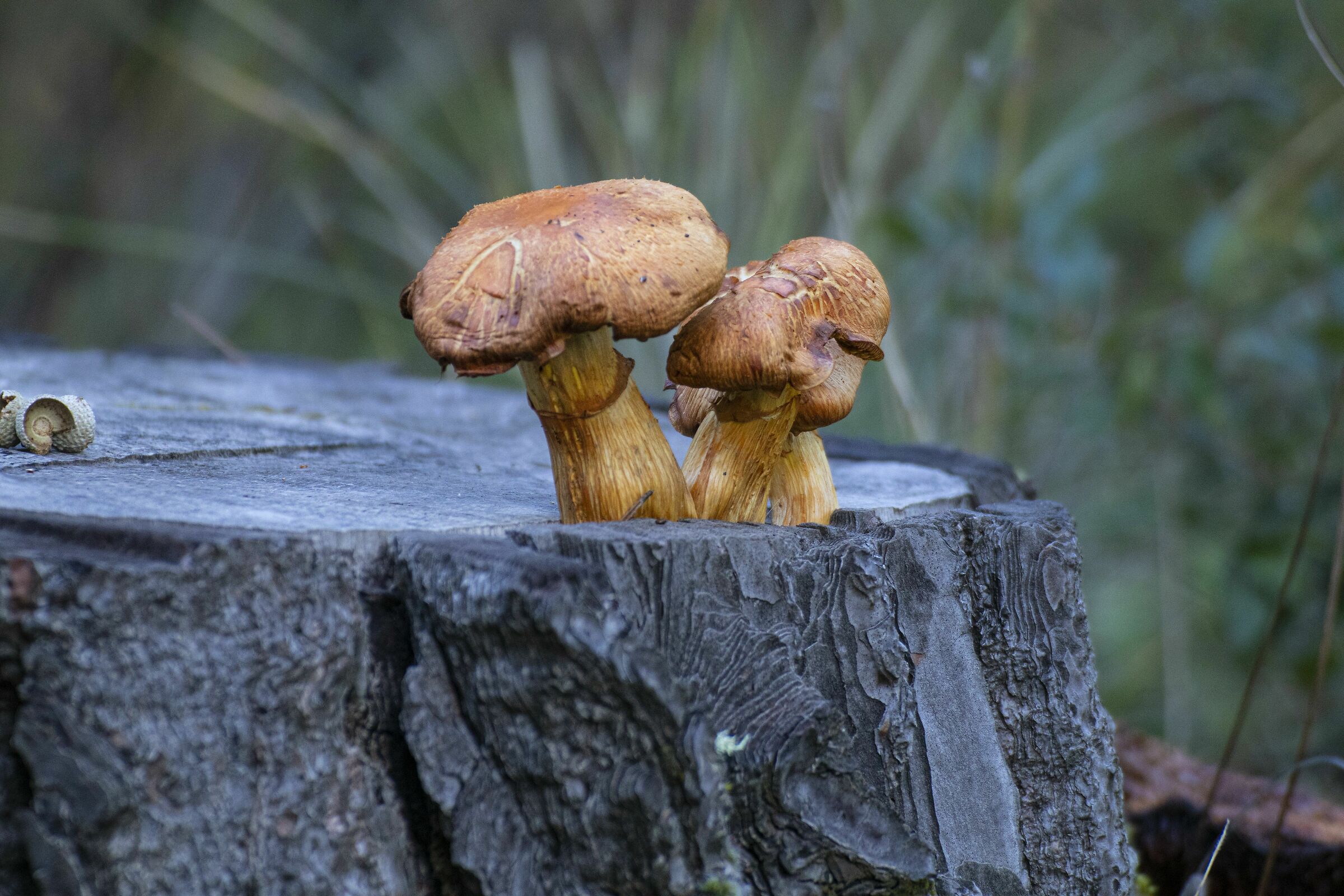 mushrooms on trunk