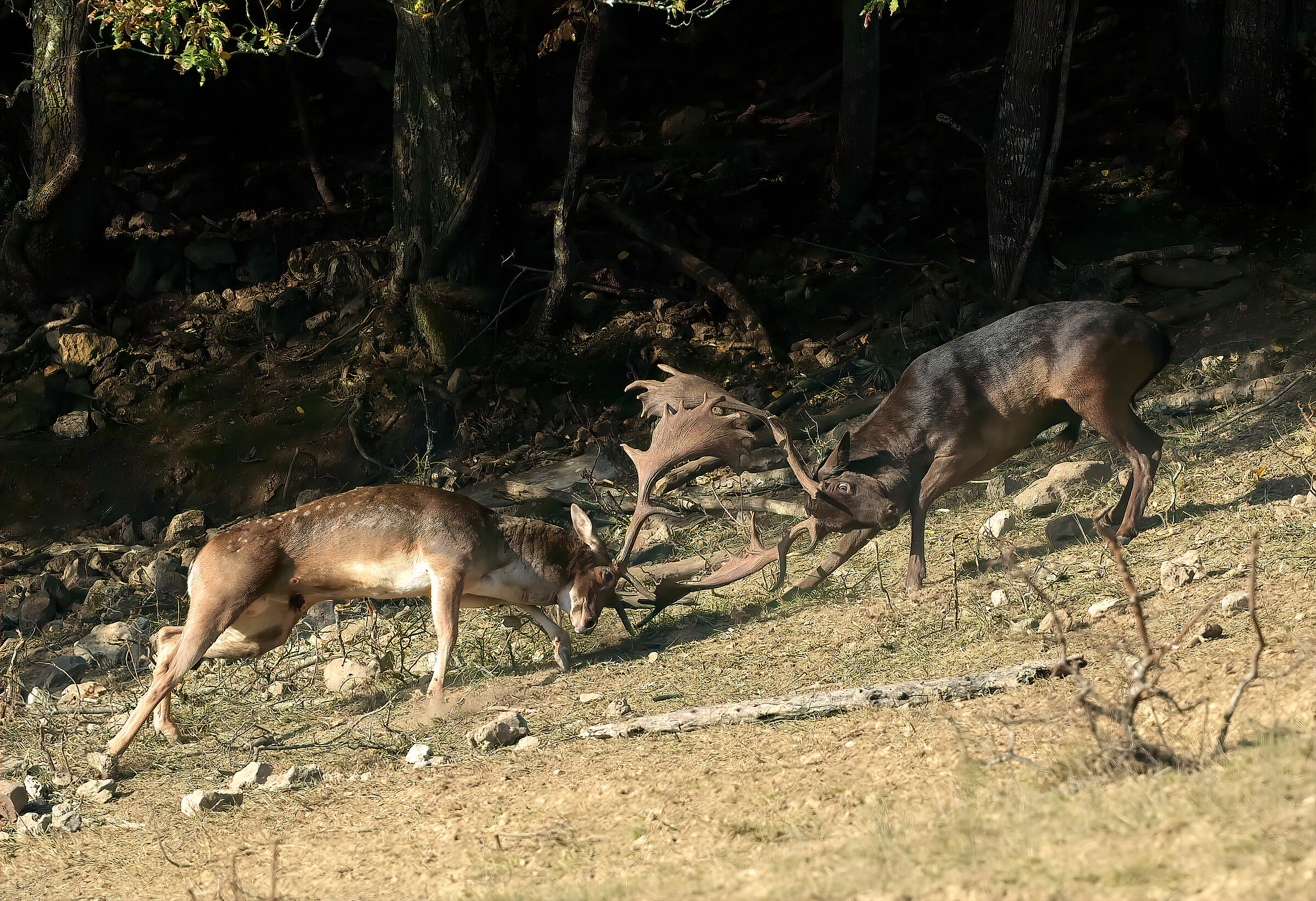 Deer