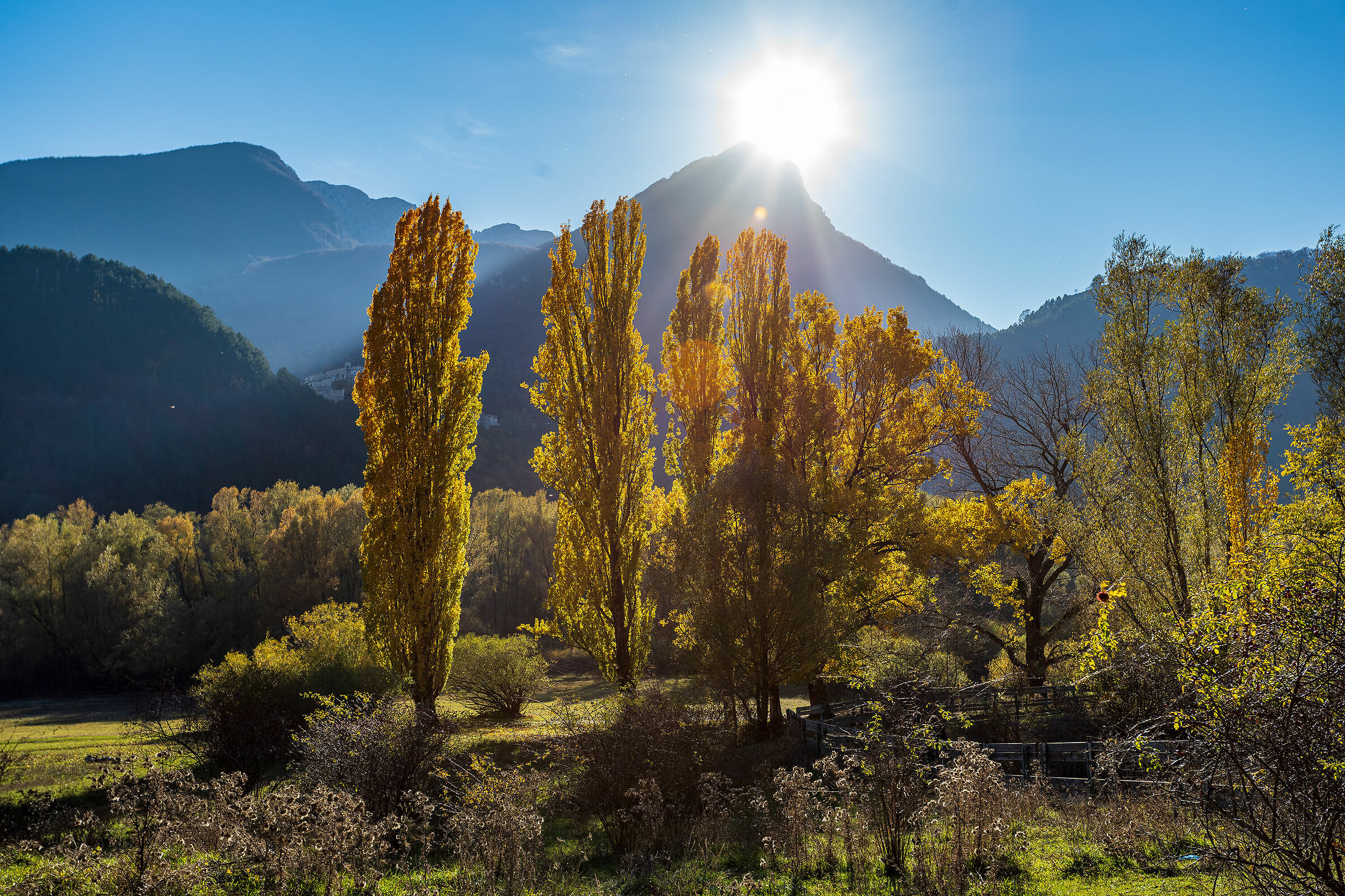 Poplars in autumn