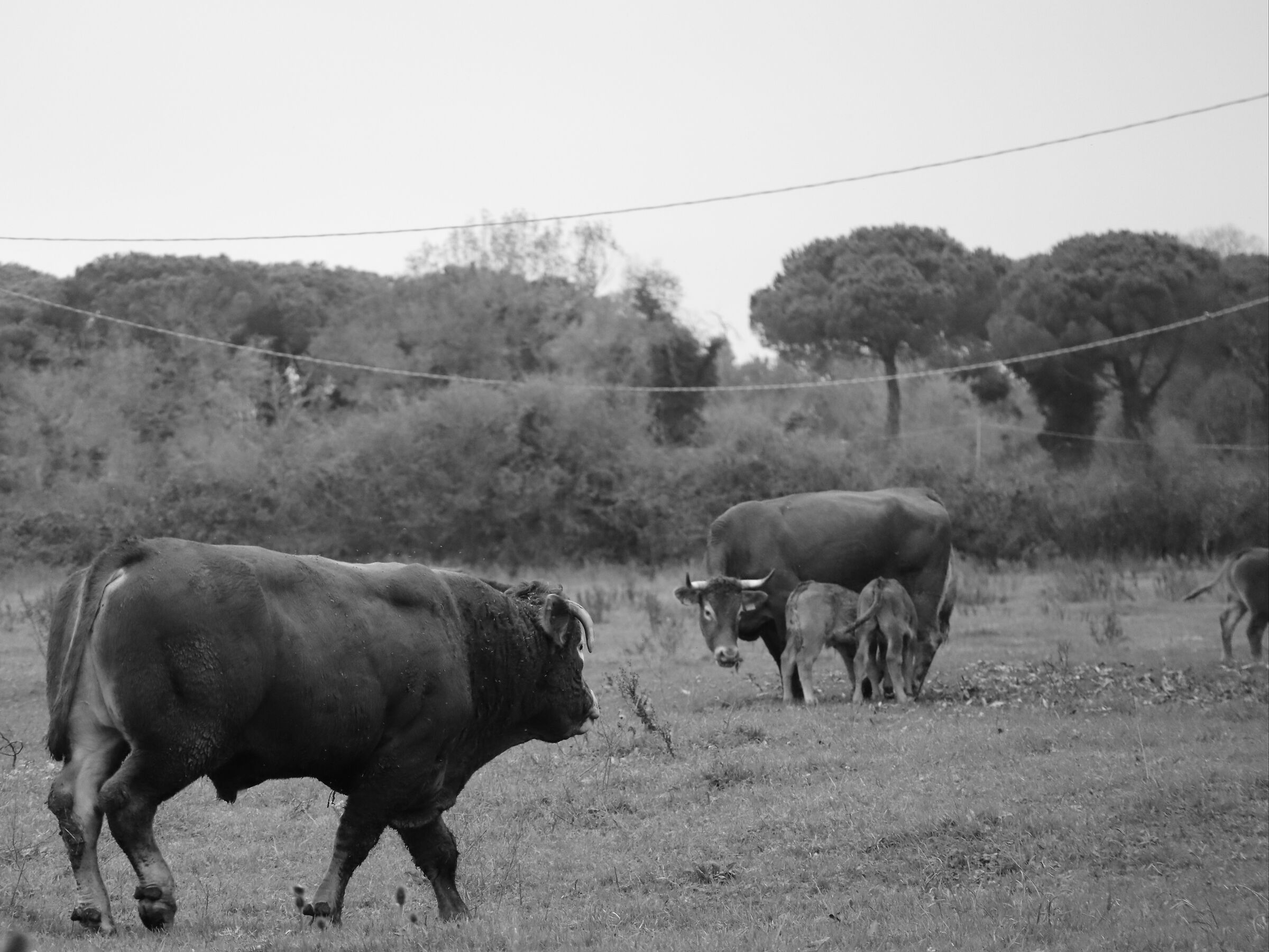 Grazing cows, scene now rare