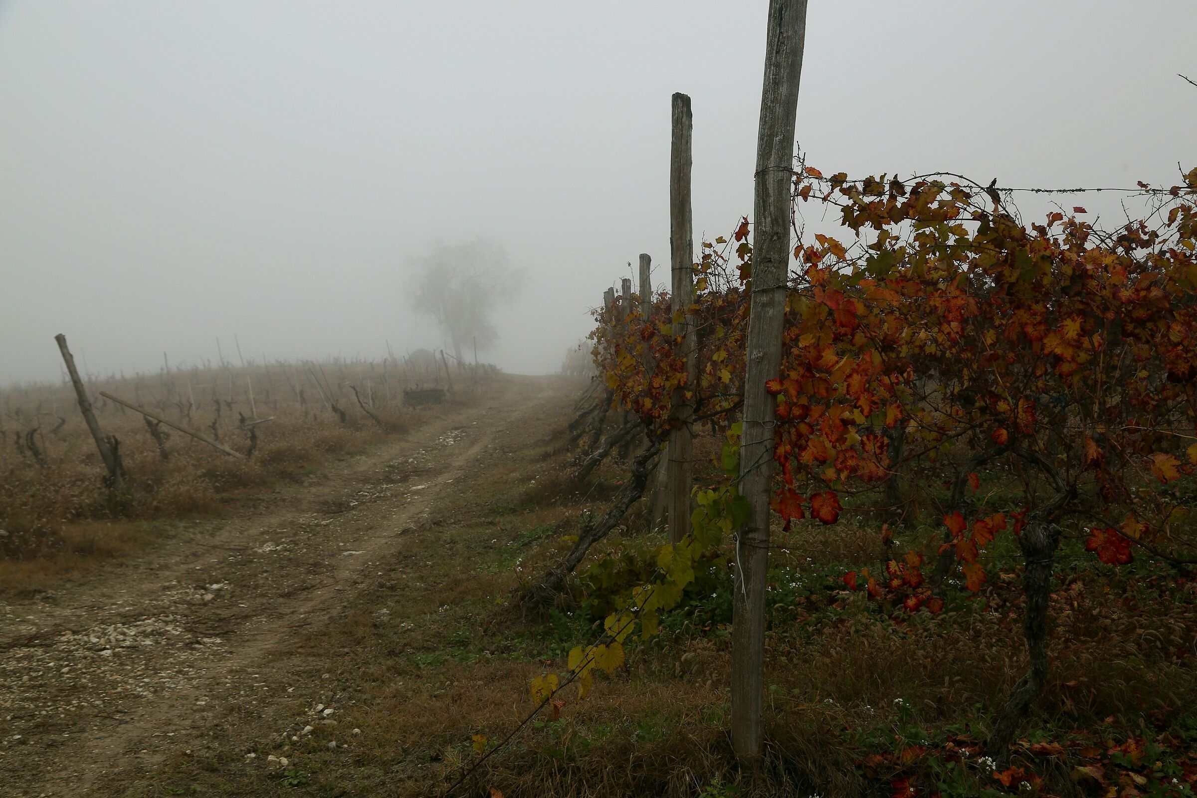 A stroll through the vineyards