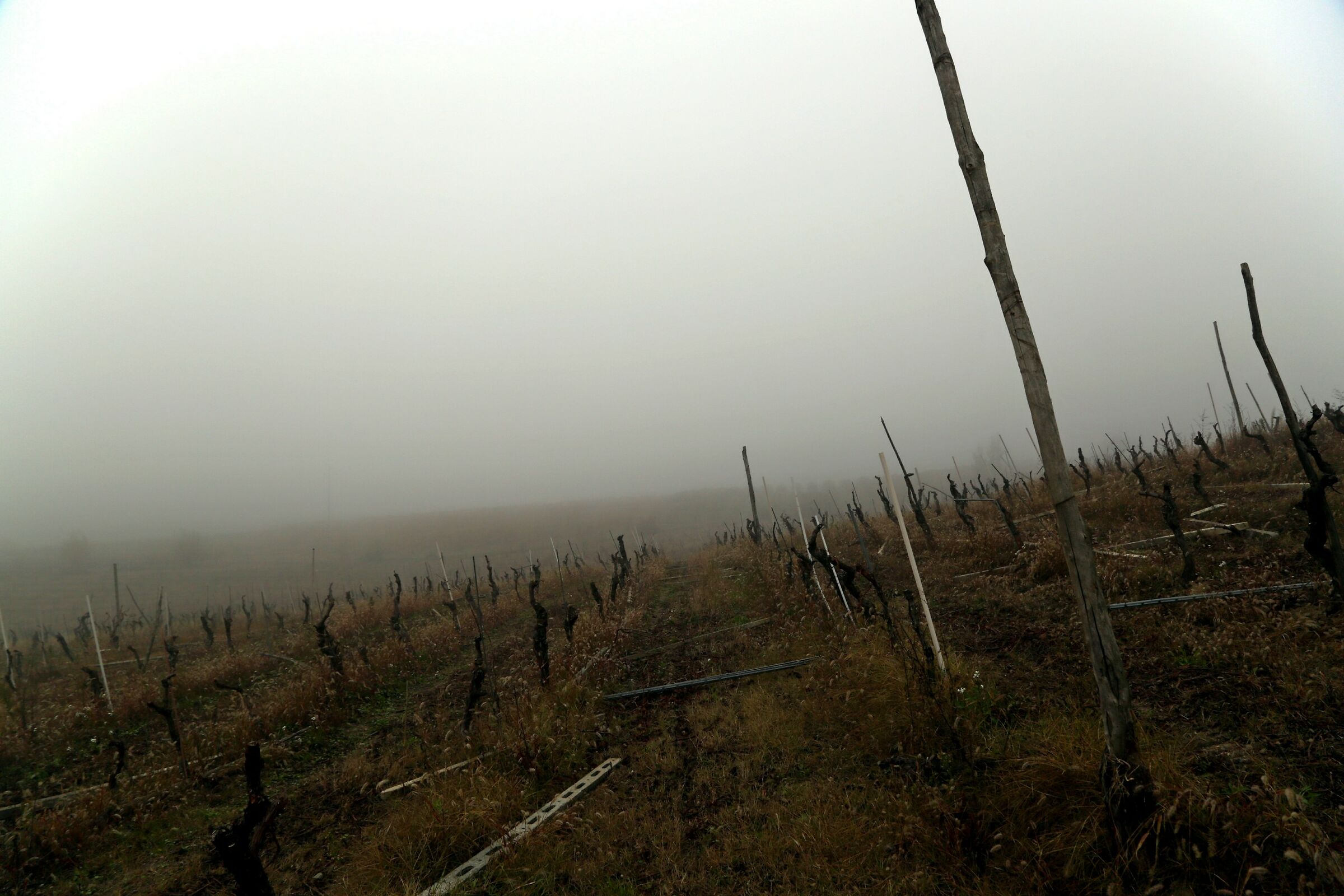 A stroll through the vineyards