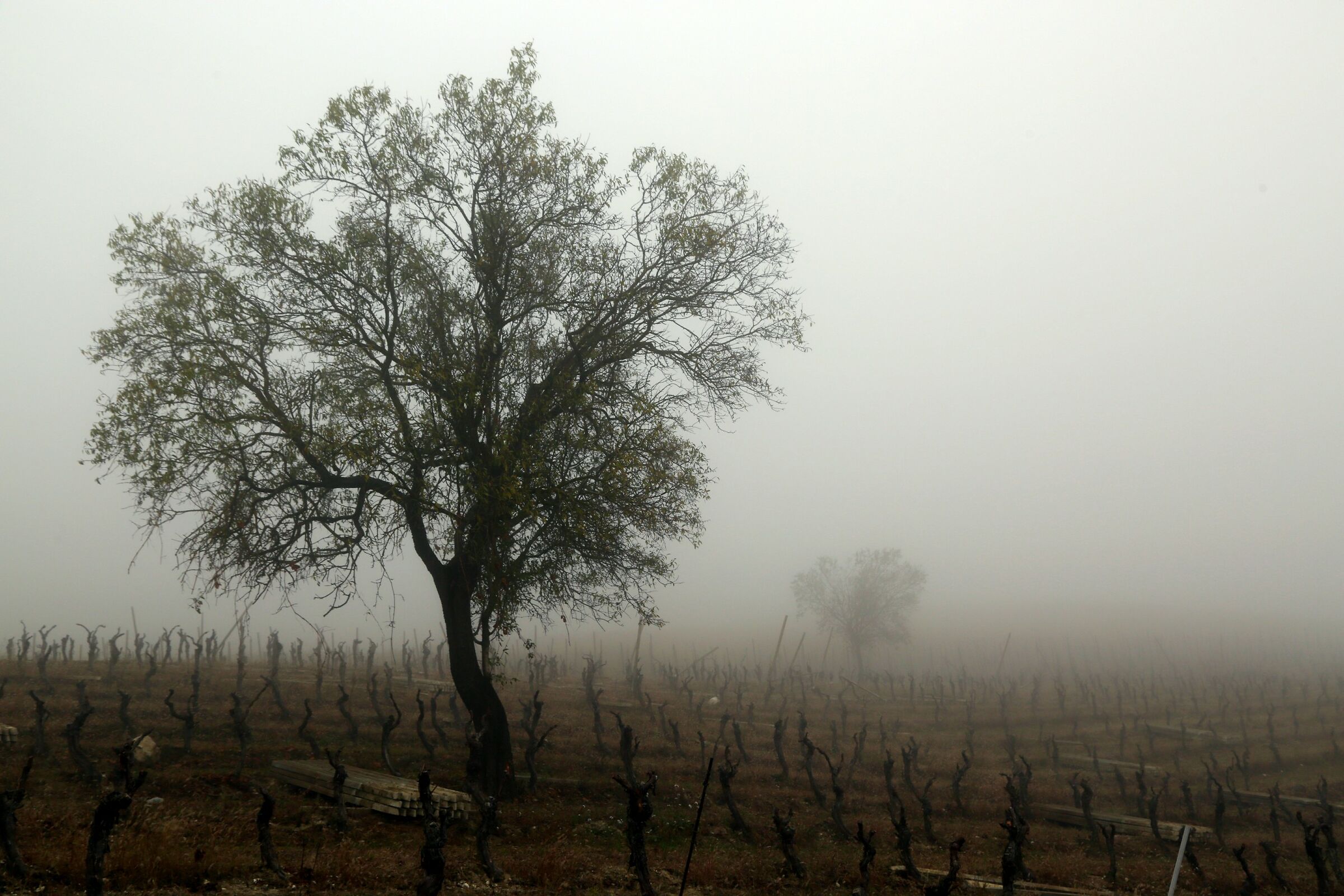 A stroll through the vineyards