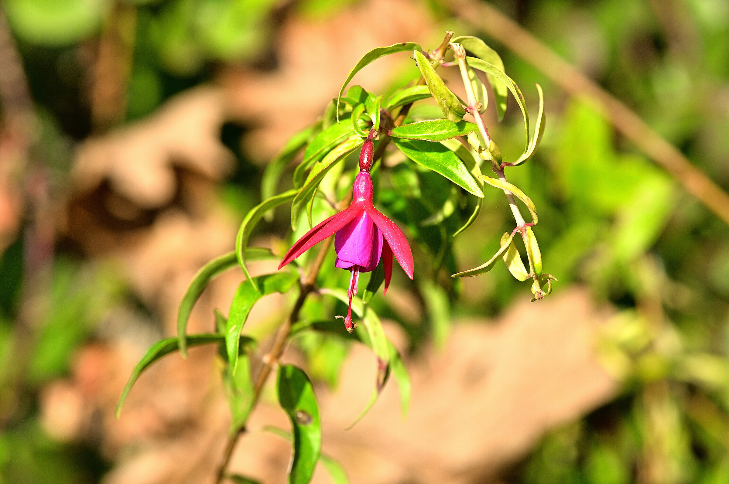 Fuchsia.." Bernisser Hardy"