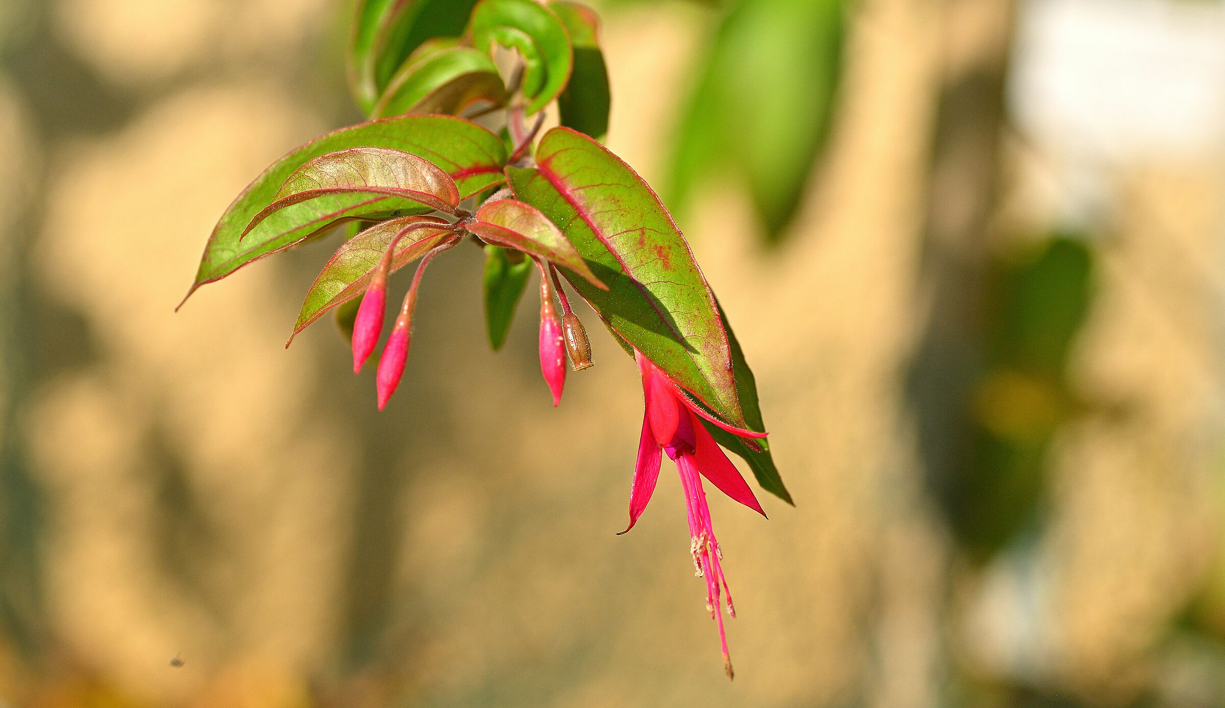 Fuchsia Slpestris.... (Brazil)