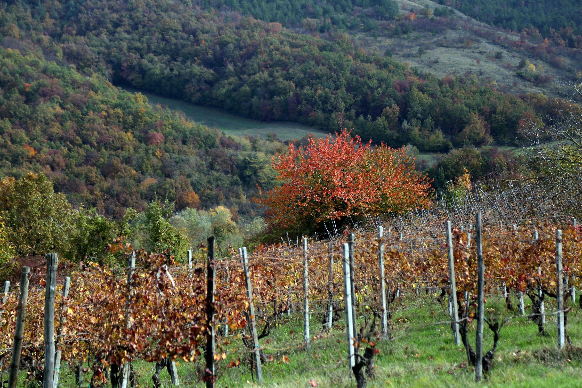 A walk through the vineyards