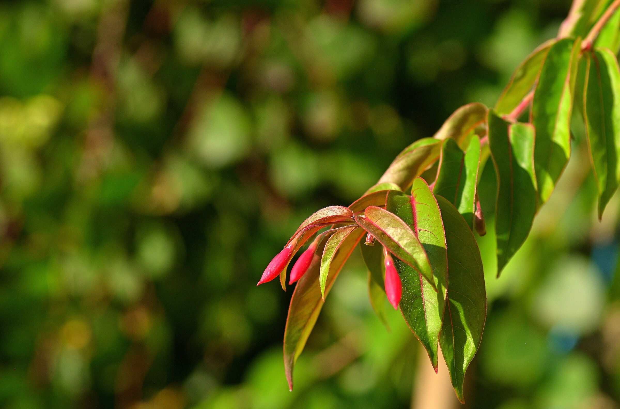 Fuchsia.." Bernisser Hardy"
