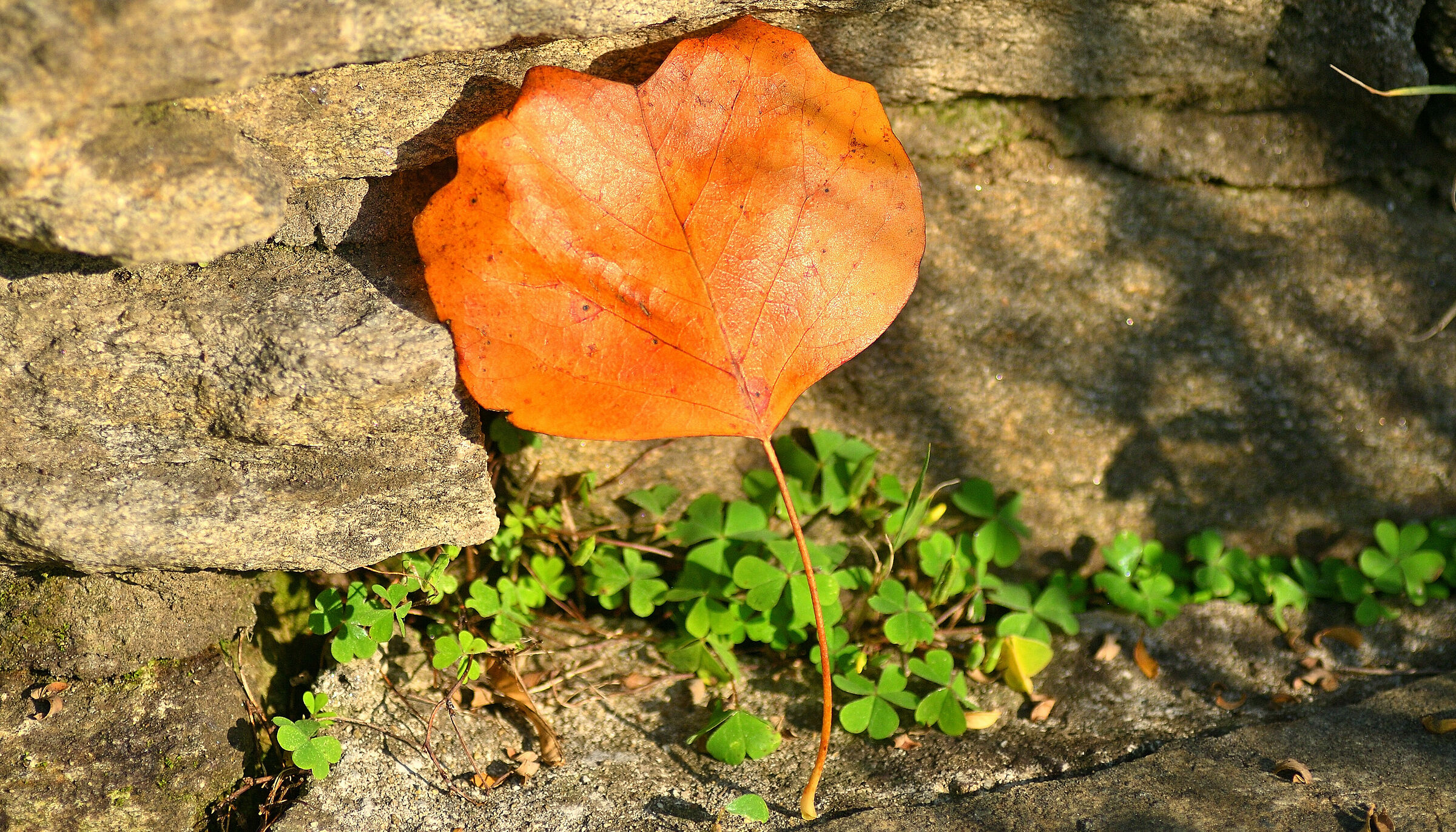 Beautiful and Lonely...