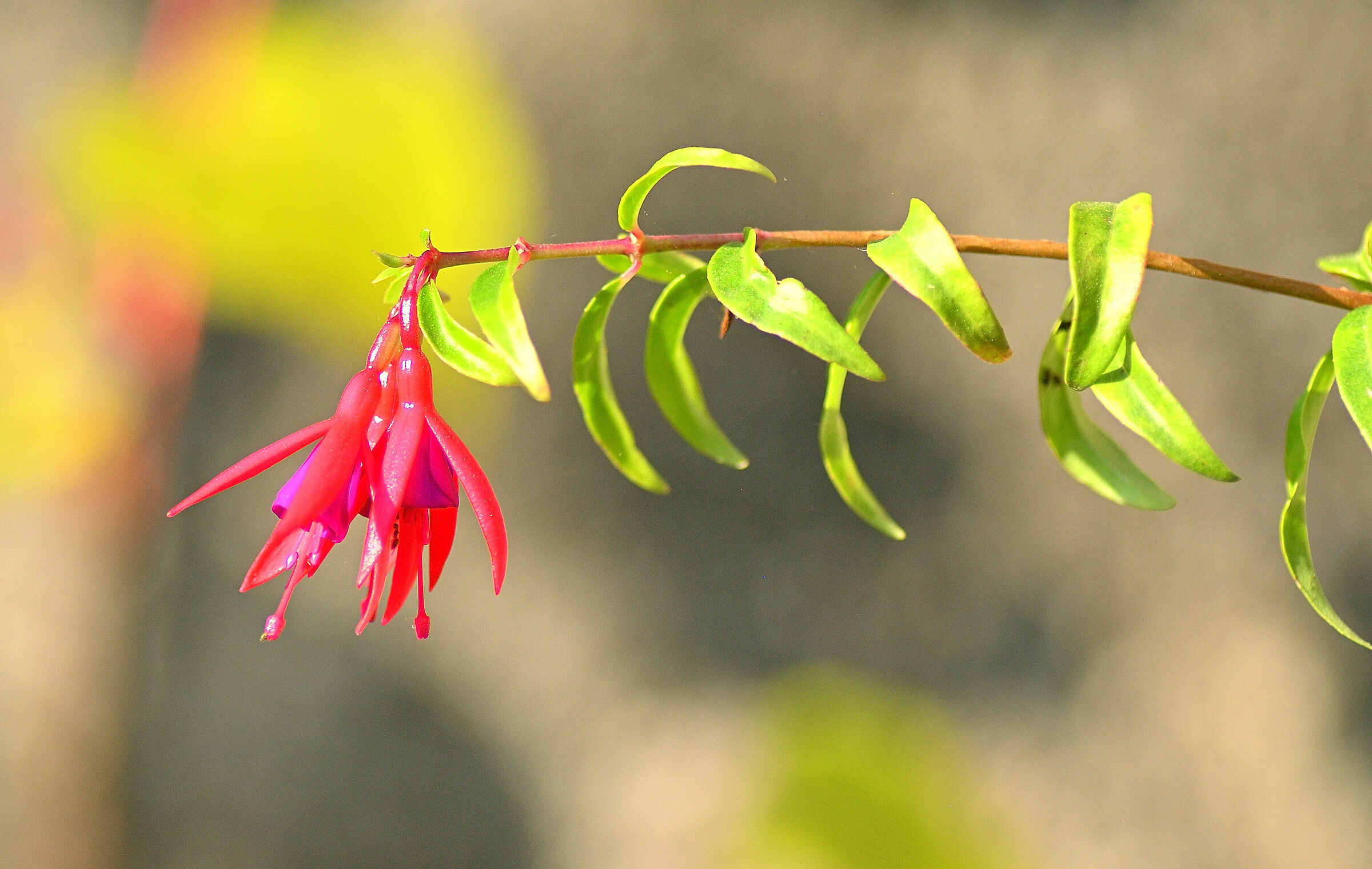 Fuchsia.." Bernisser Hardy"