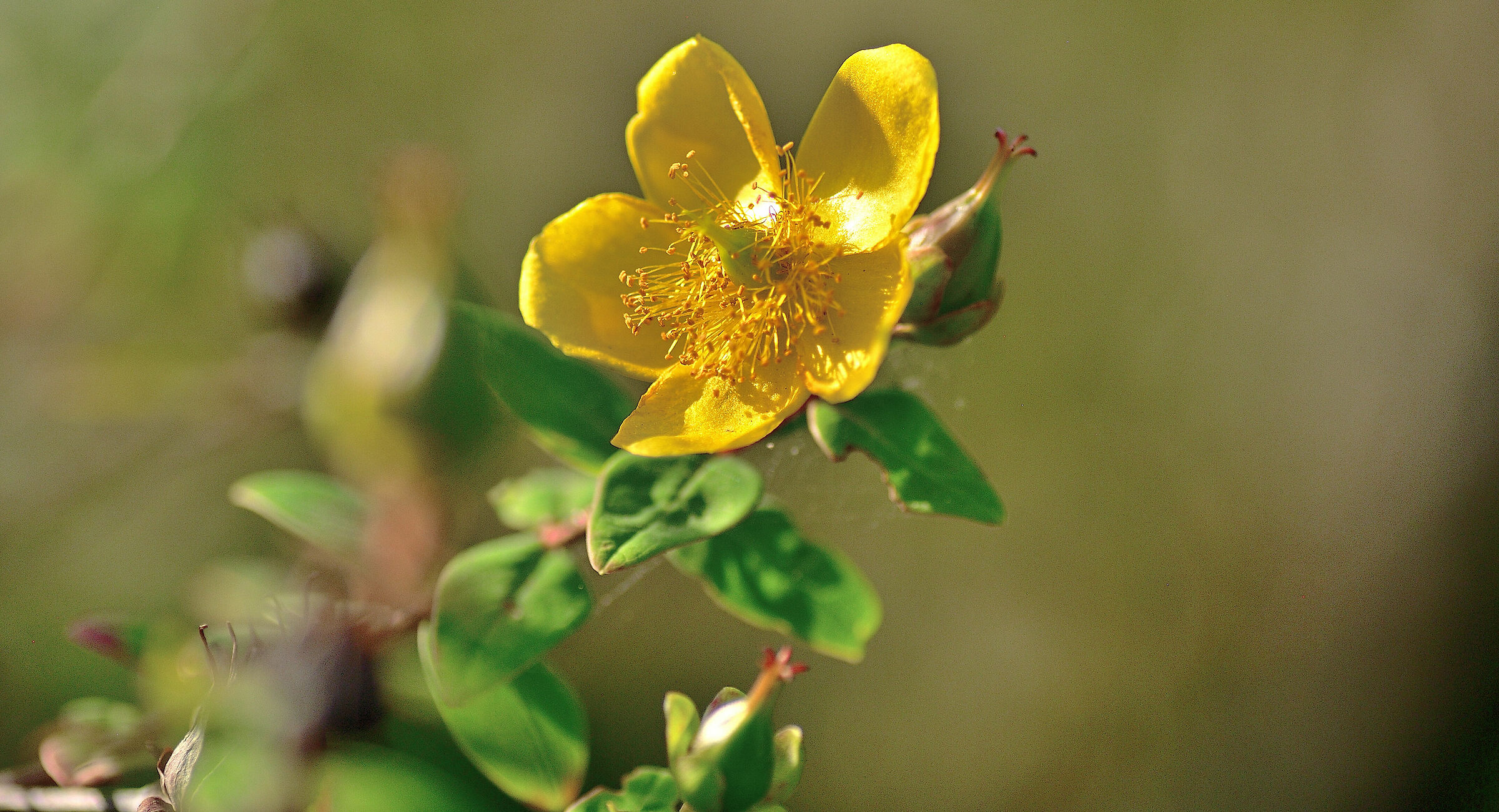 Hypericum Beanii... (China, Japan)